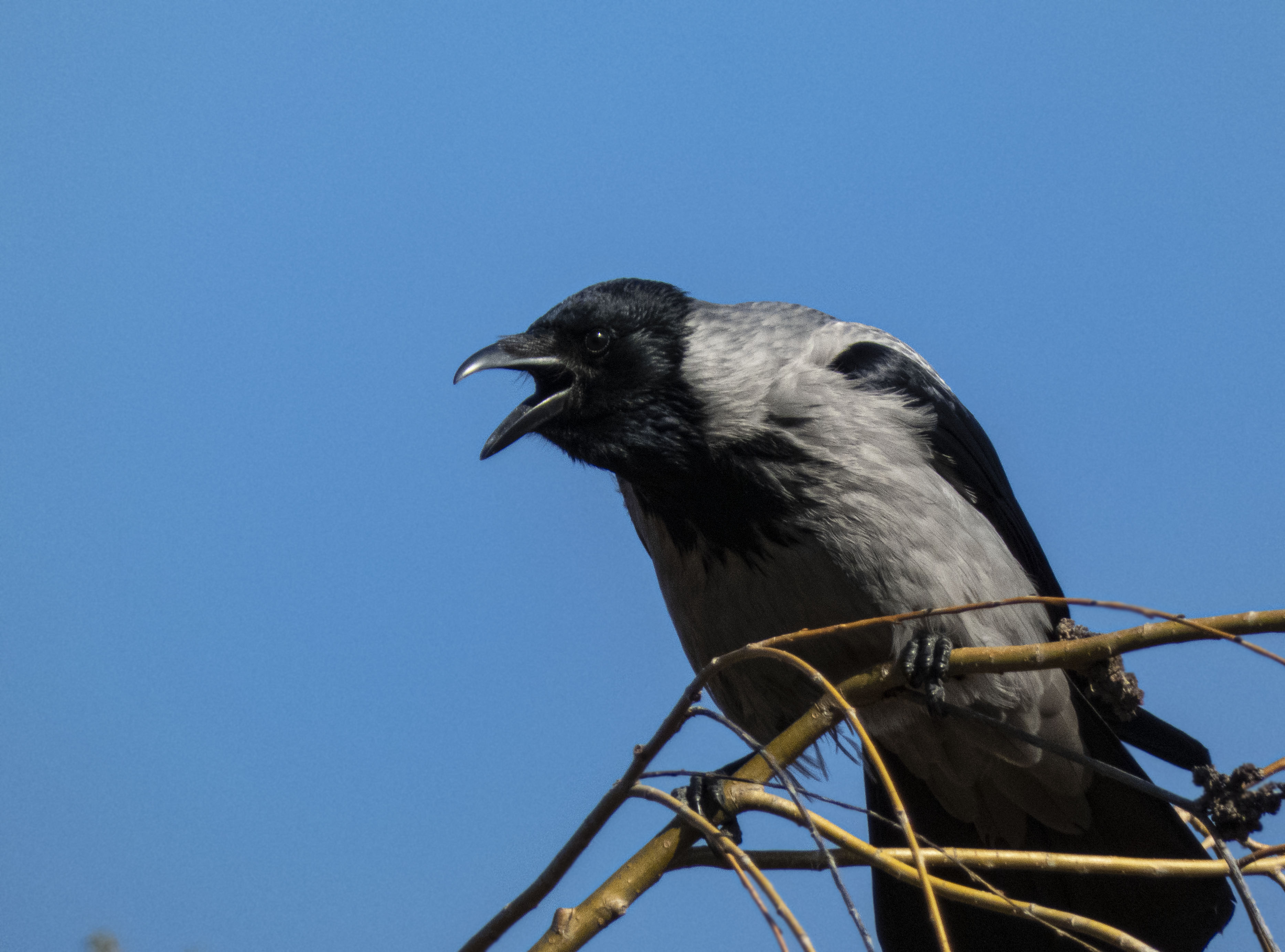 Hooded Crow