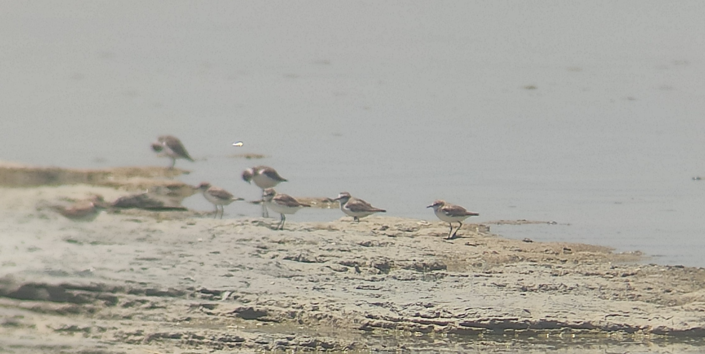 Kentish Plover