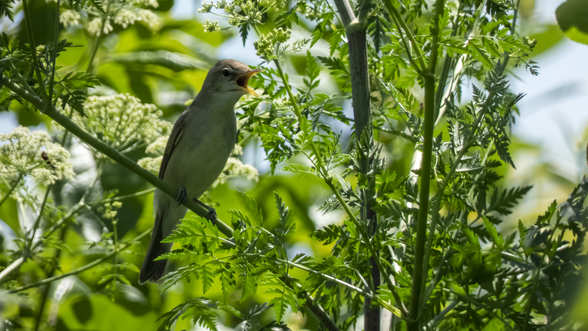 Eastern Olivaceous Warbler