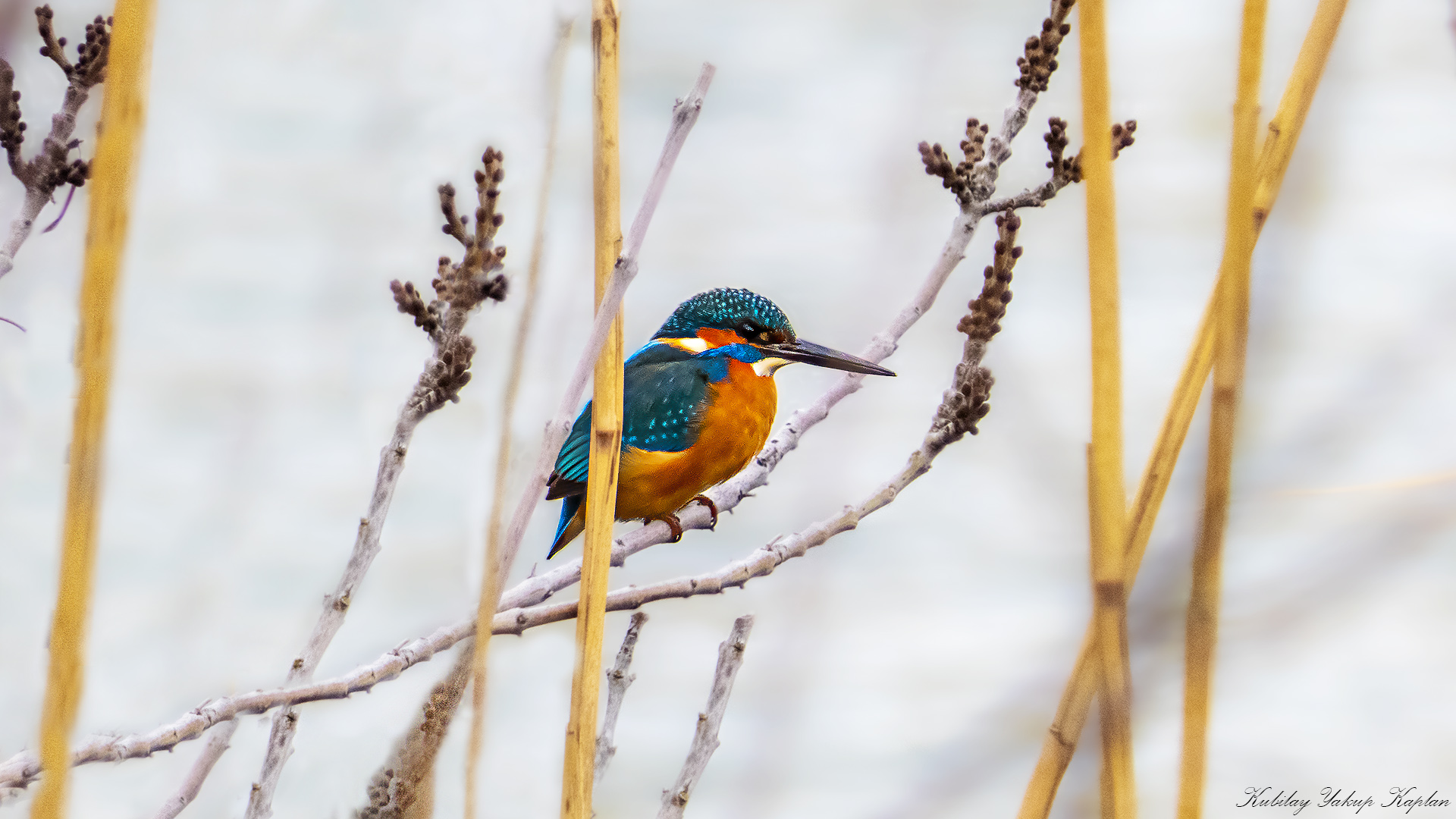 Common Kingfisher
