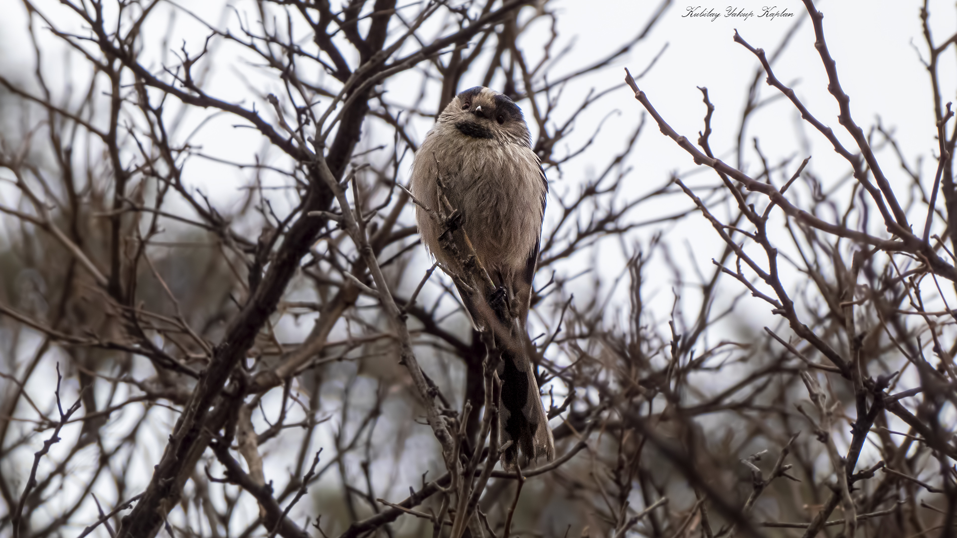 Long-tailed Tit