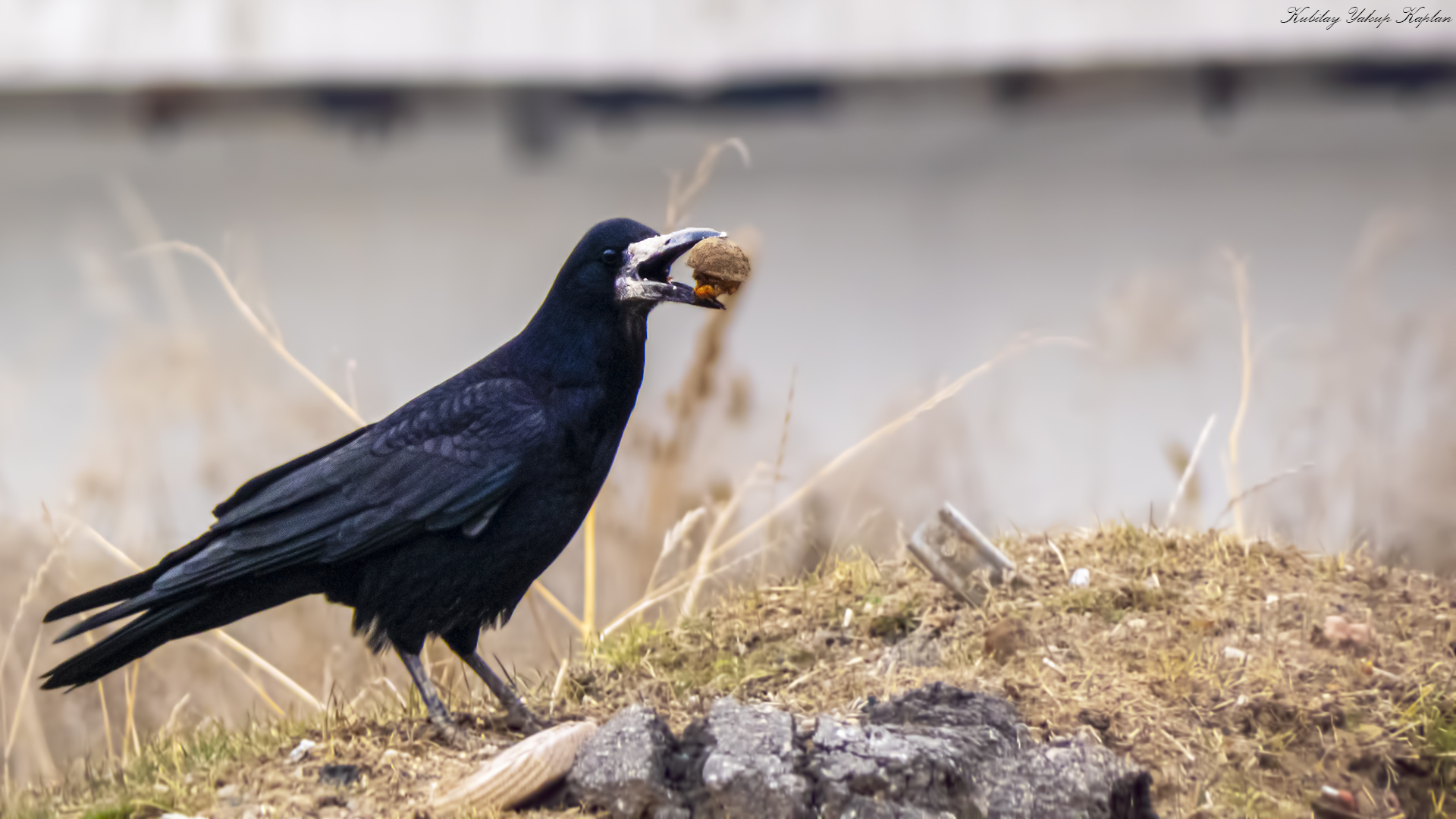 Rook — Ana fotoğraf