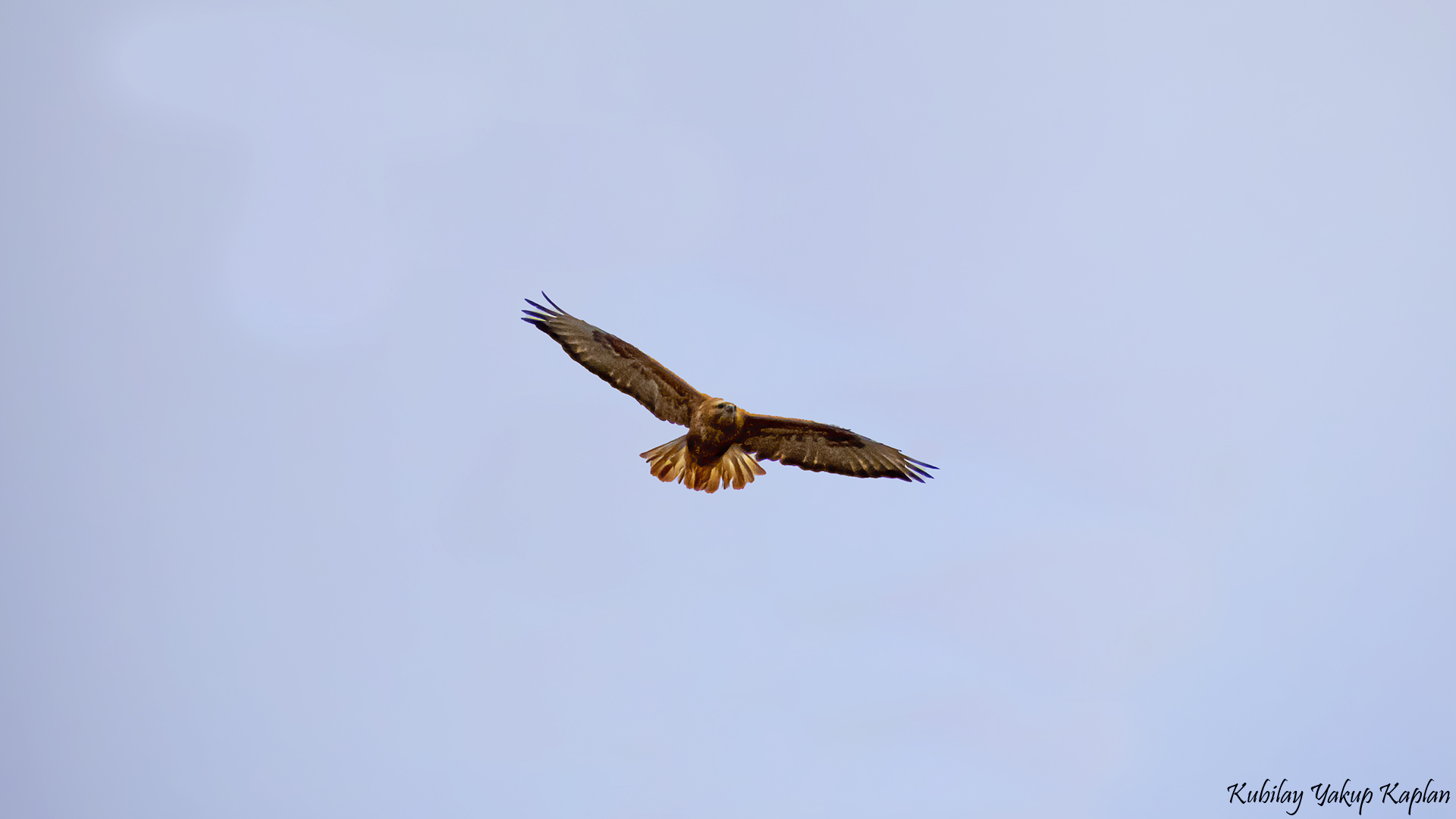 Long-legged Buzzard