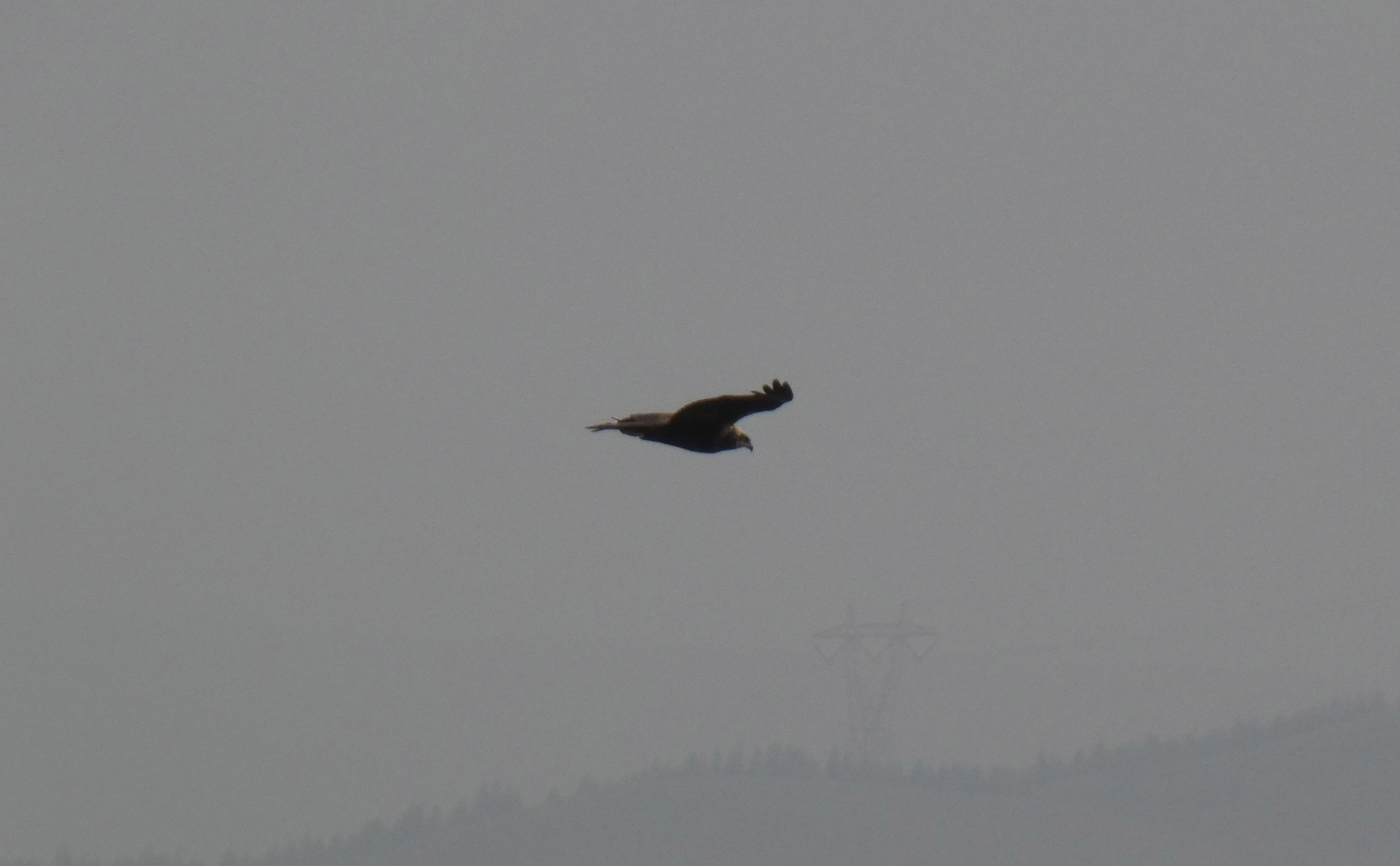 Eurasian Marsh-Harrier