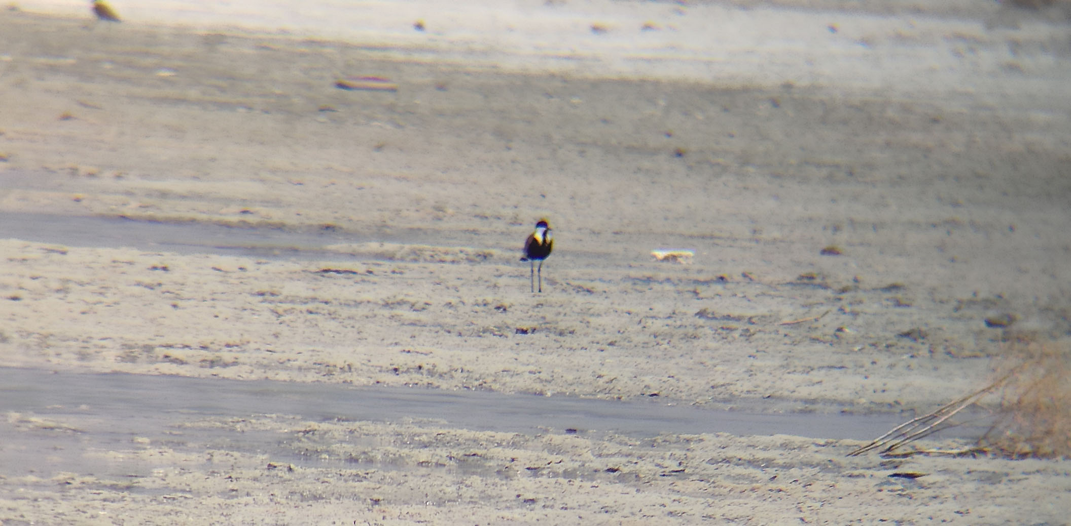 Spur-winged Lapwing