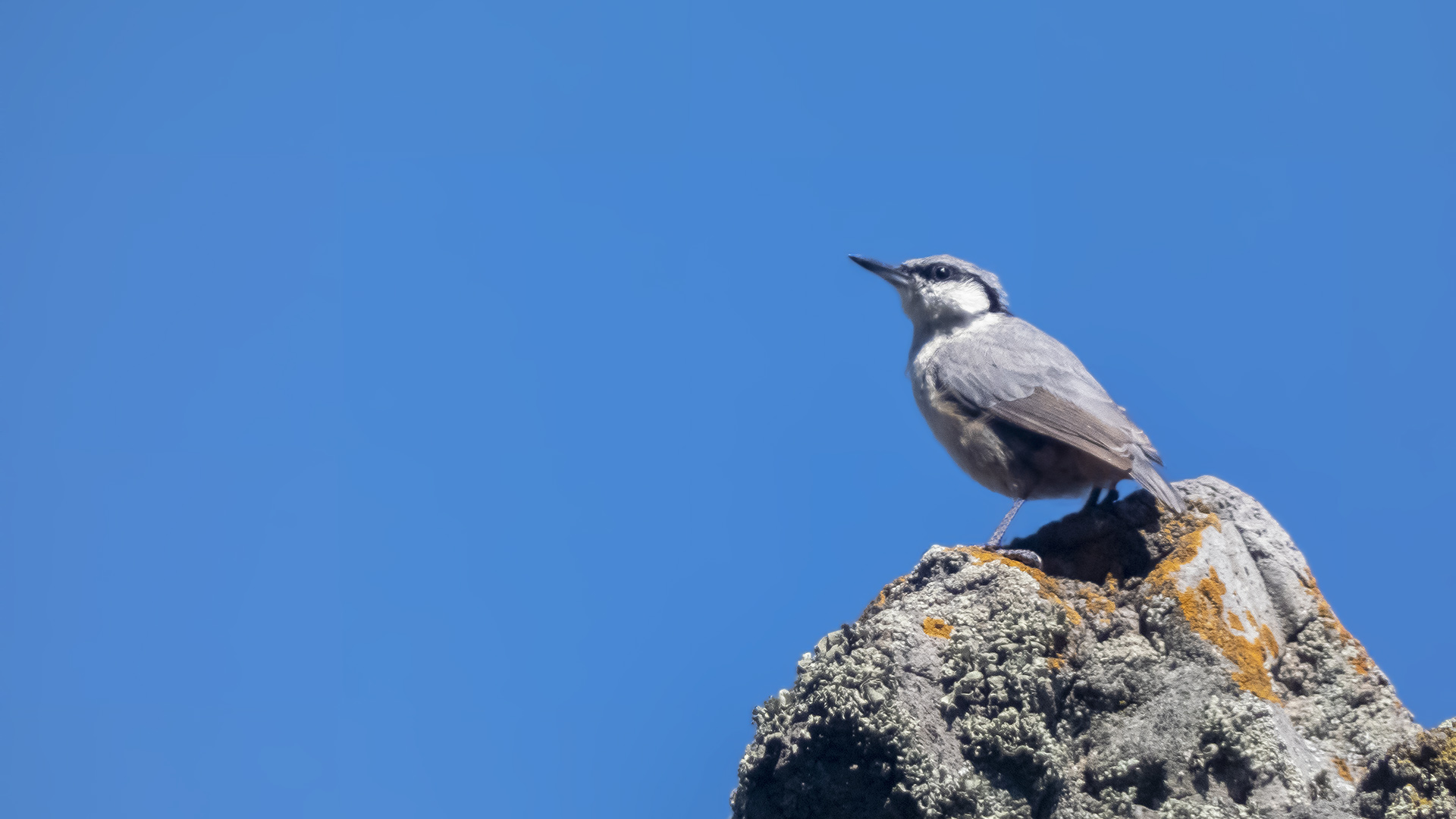 Western Rock Nuthatch