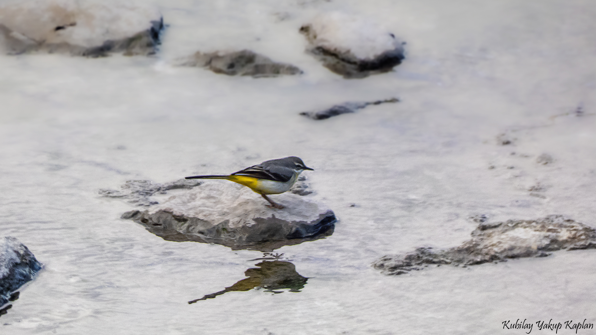 Gray Wagtail
