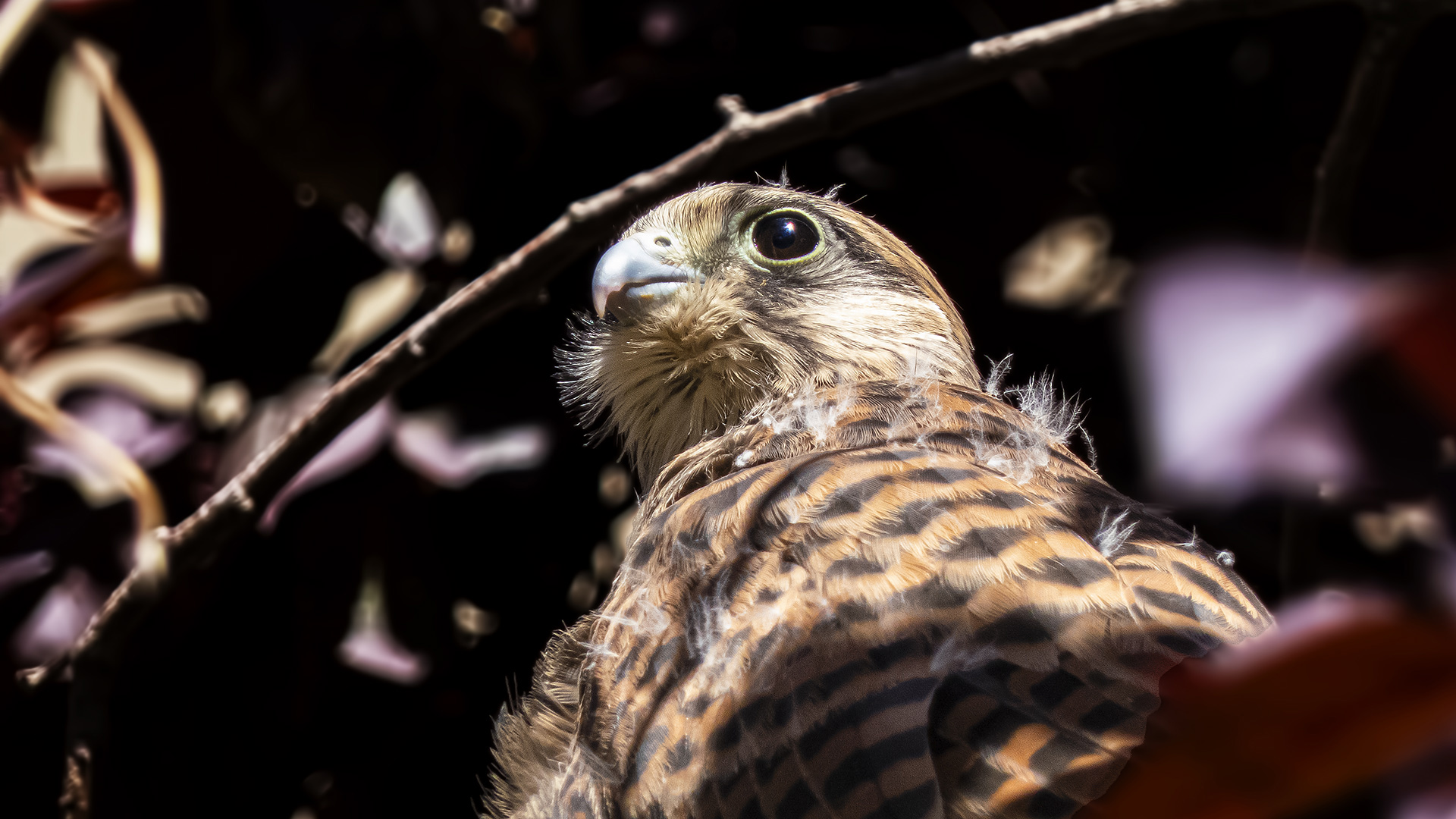 Eurasian Kestrel