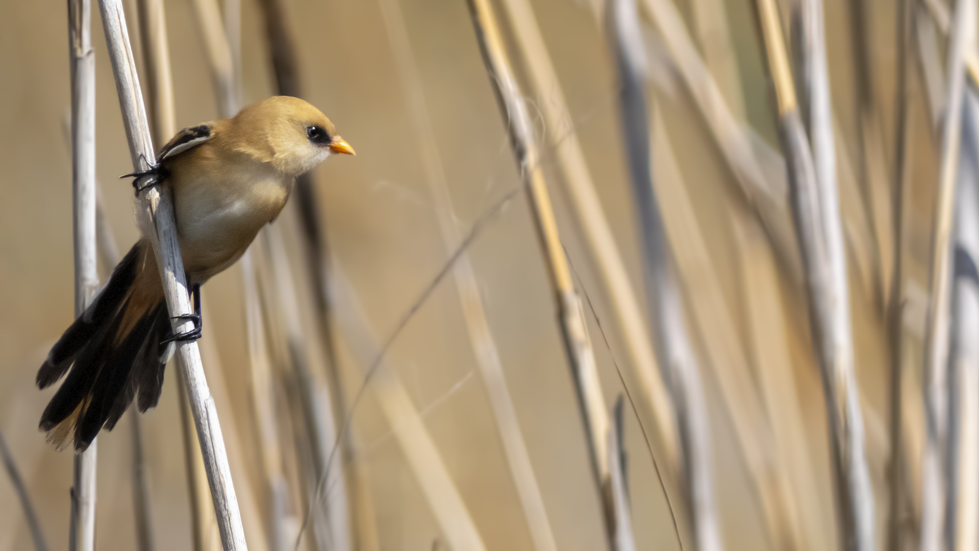 Bearded Reedling
