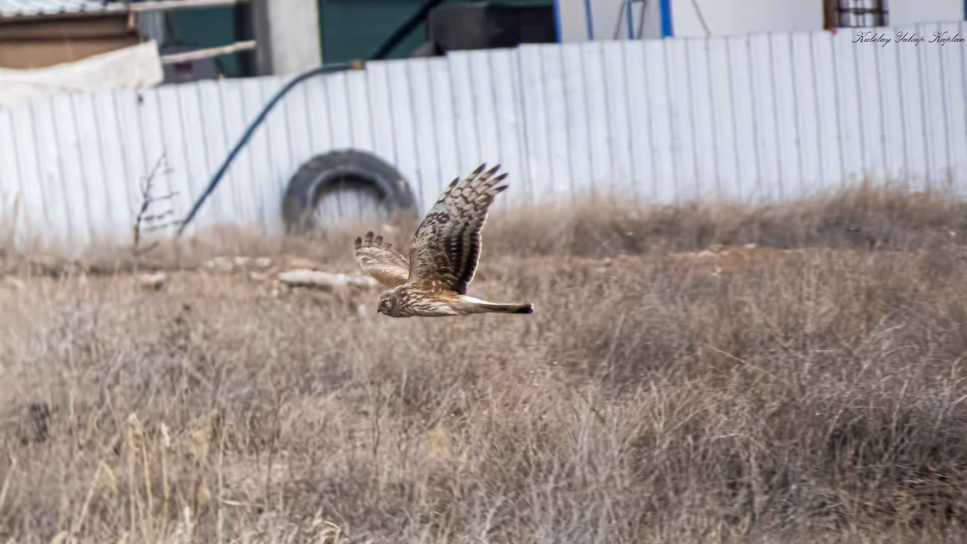 Hen Harrier
