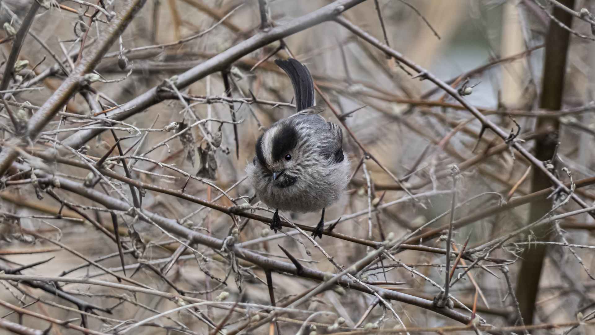 Long-tailed Tit
