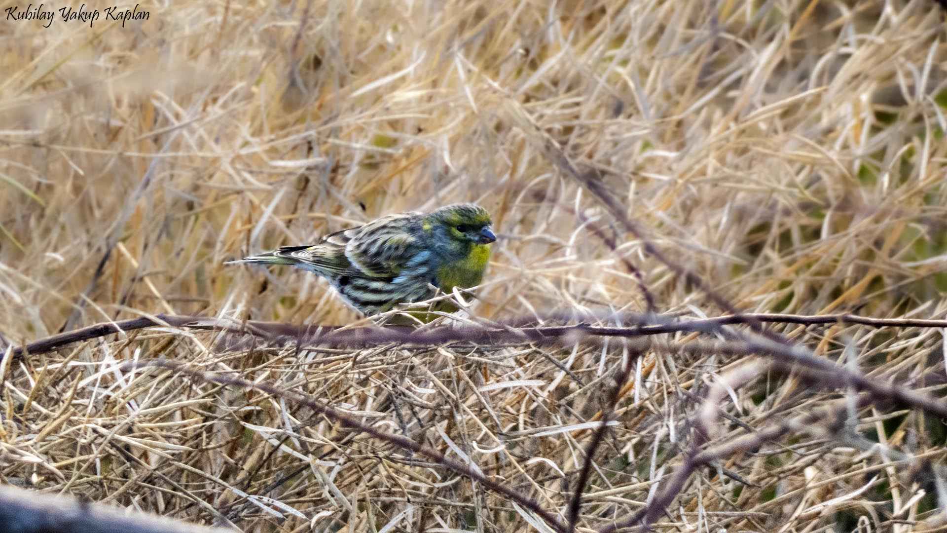 European Serin