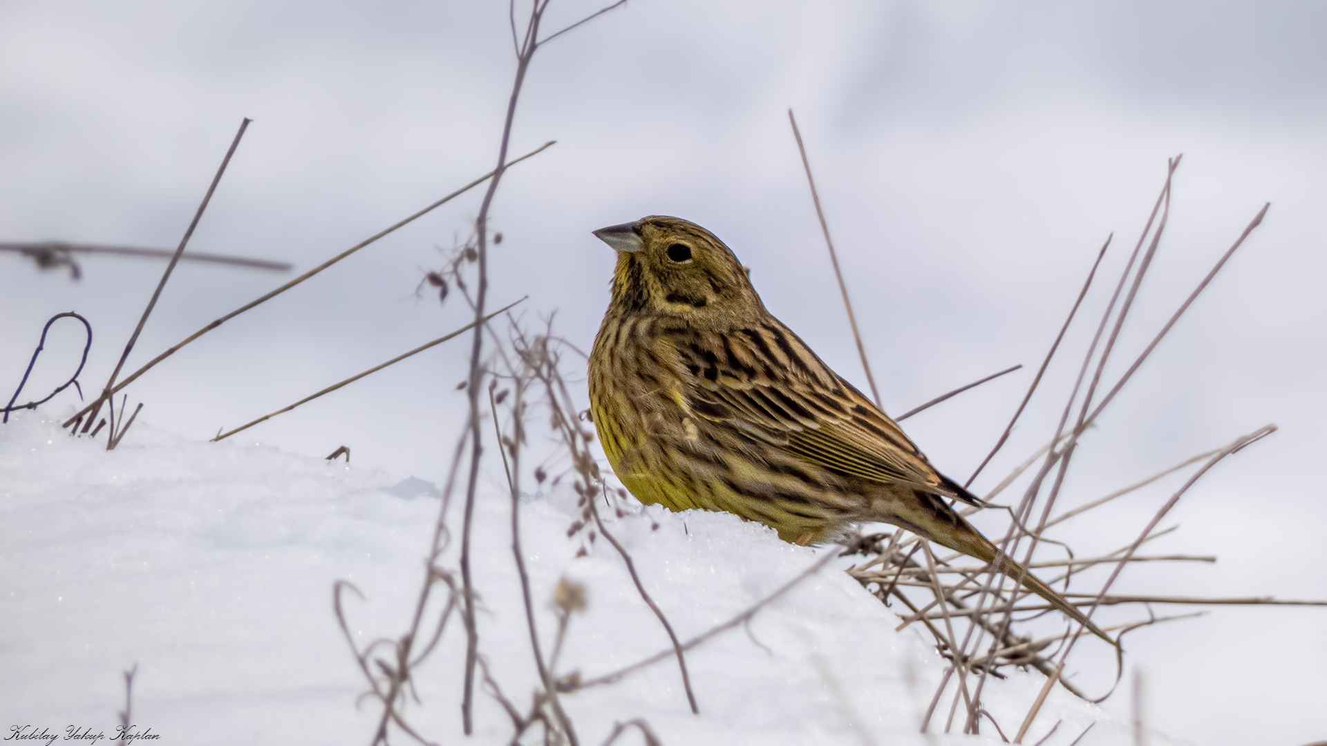 Yellowhammer