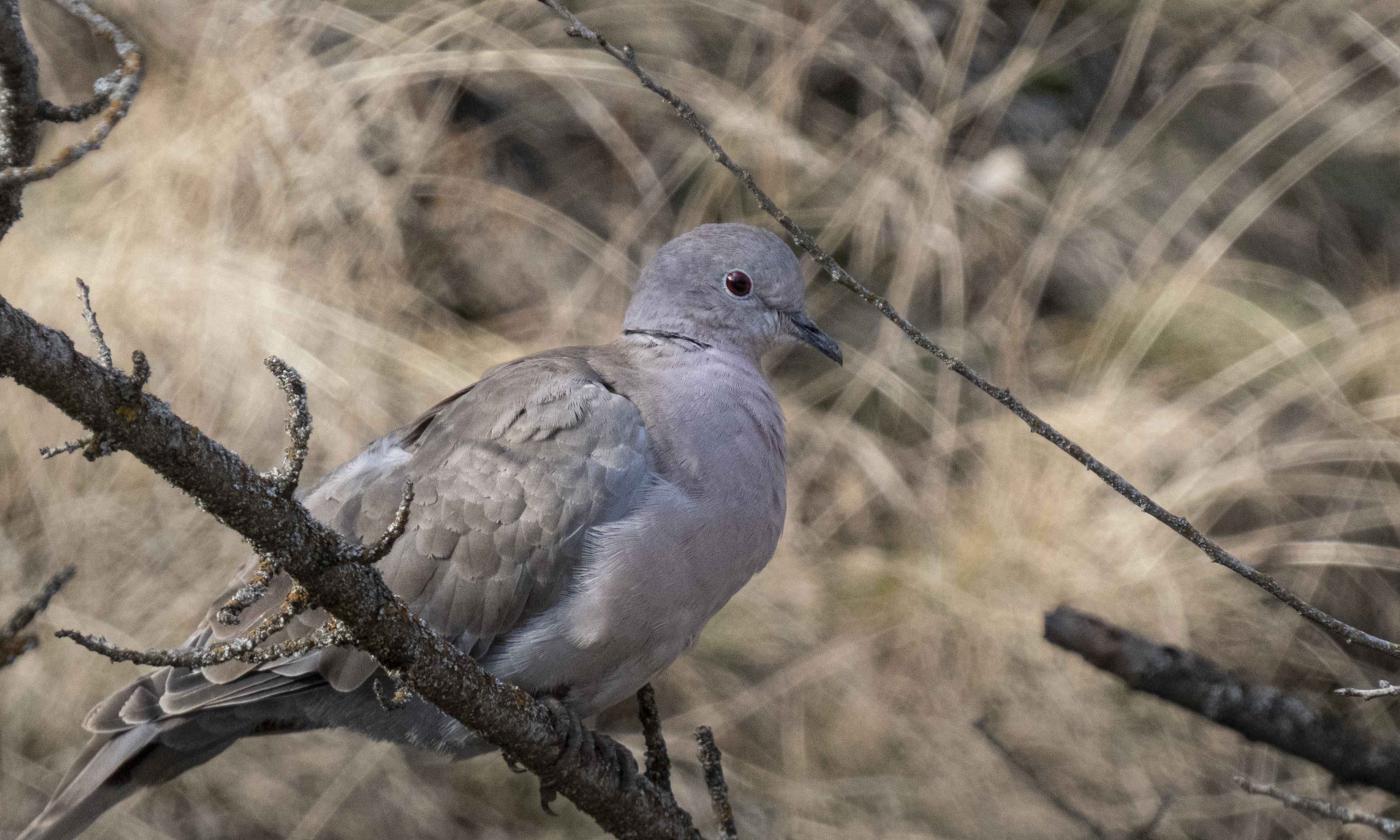 Eurasian Collared-Dove