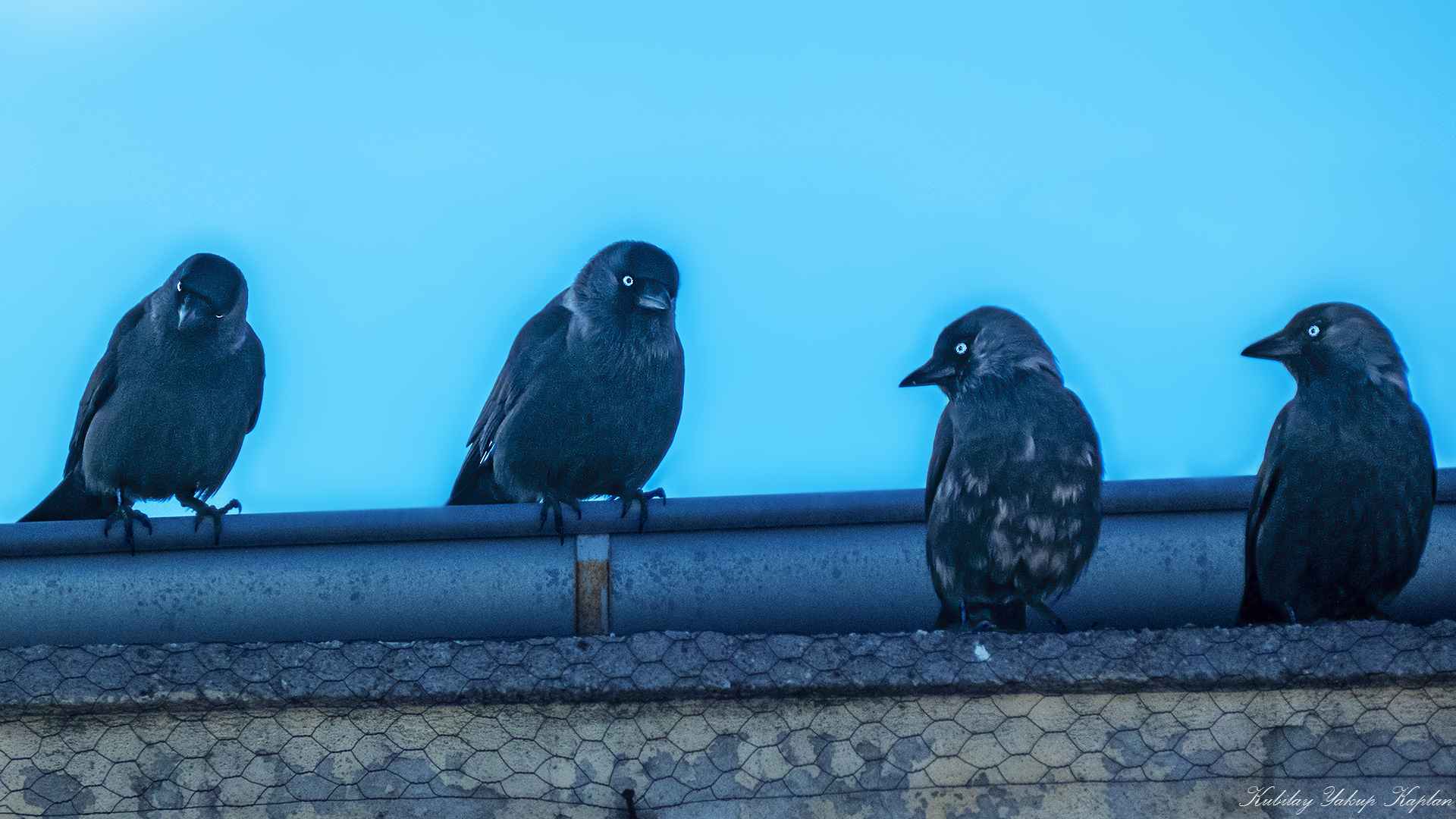 Eurasian Jackdaw