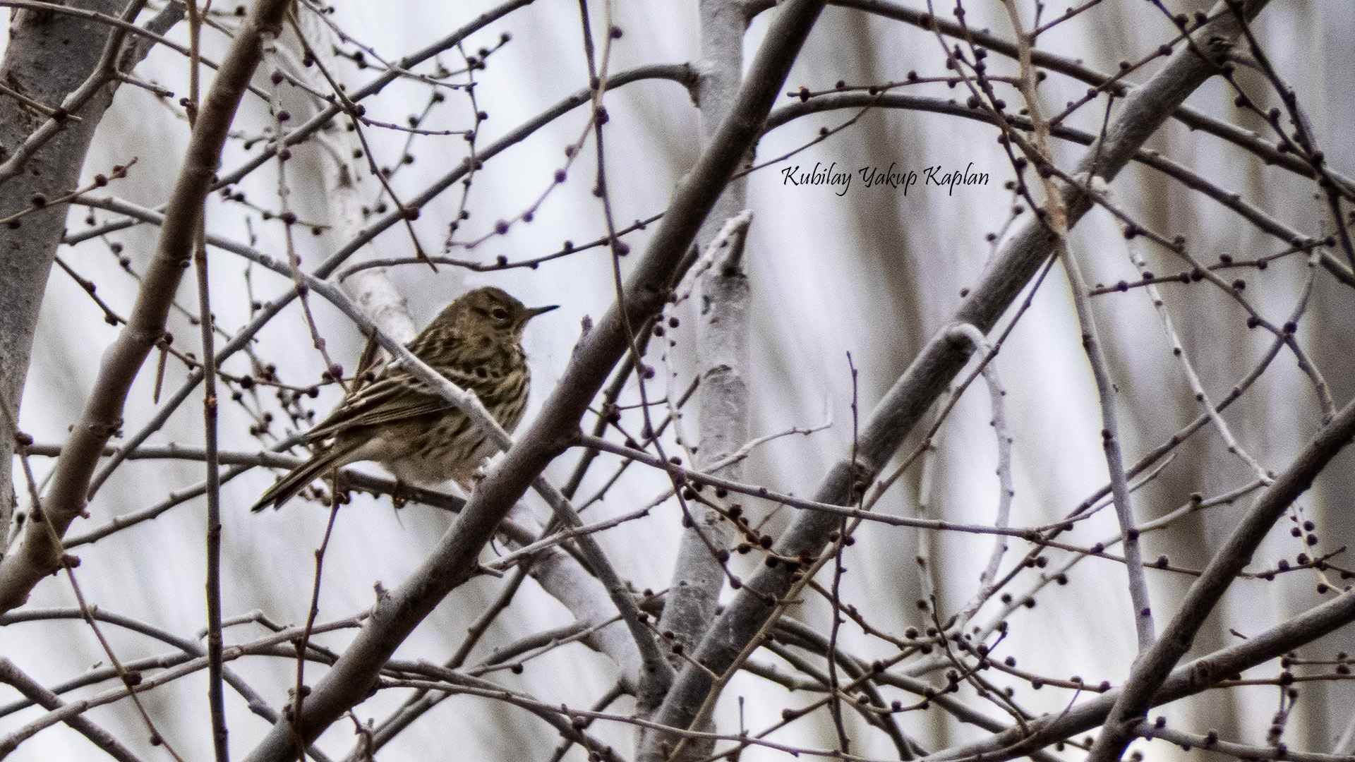 Meadow Pipit