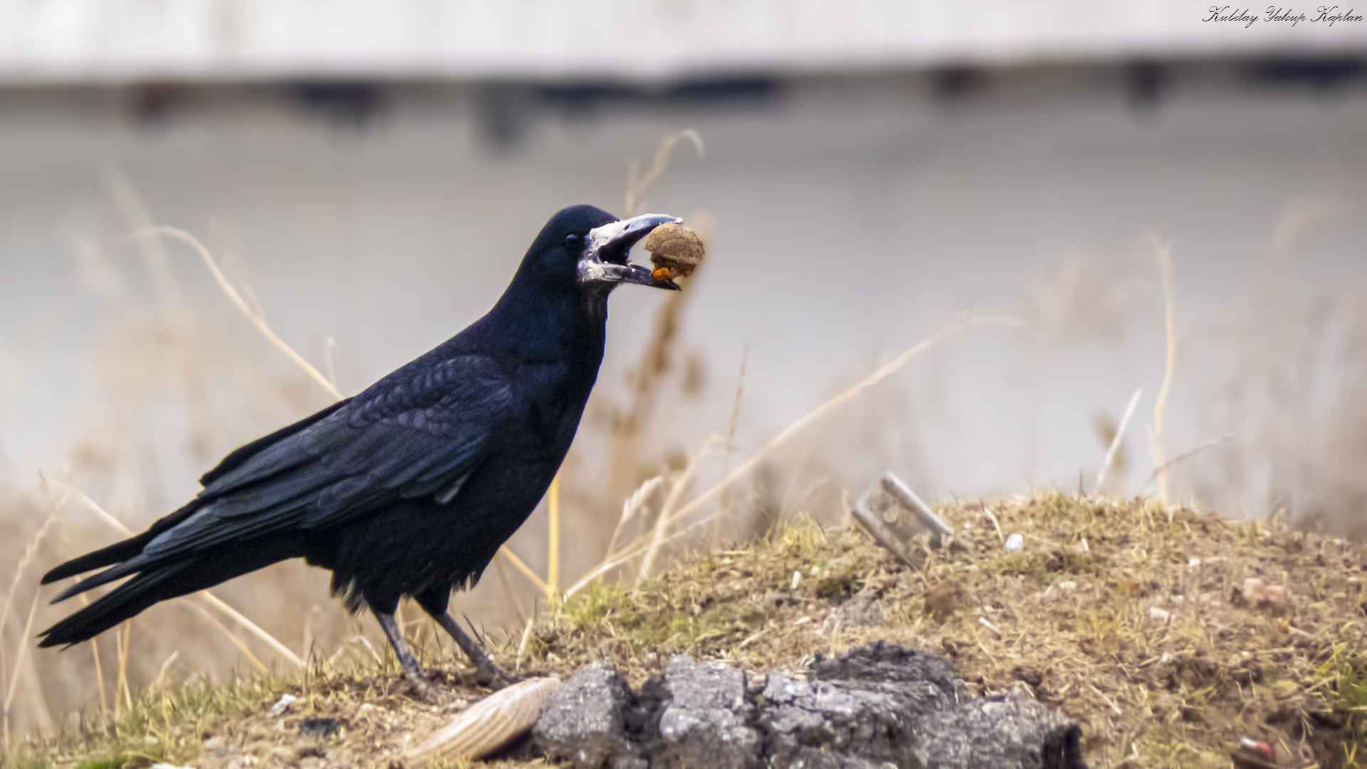 Rook