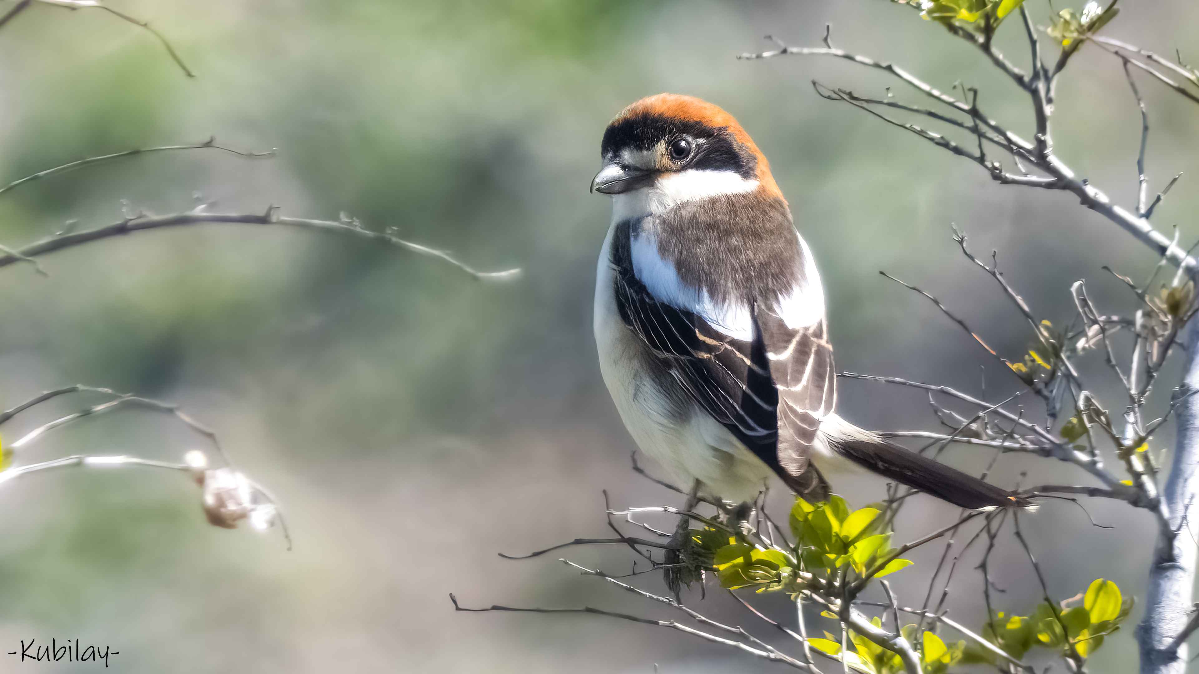 Woodchat Shrike