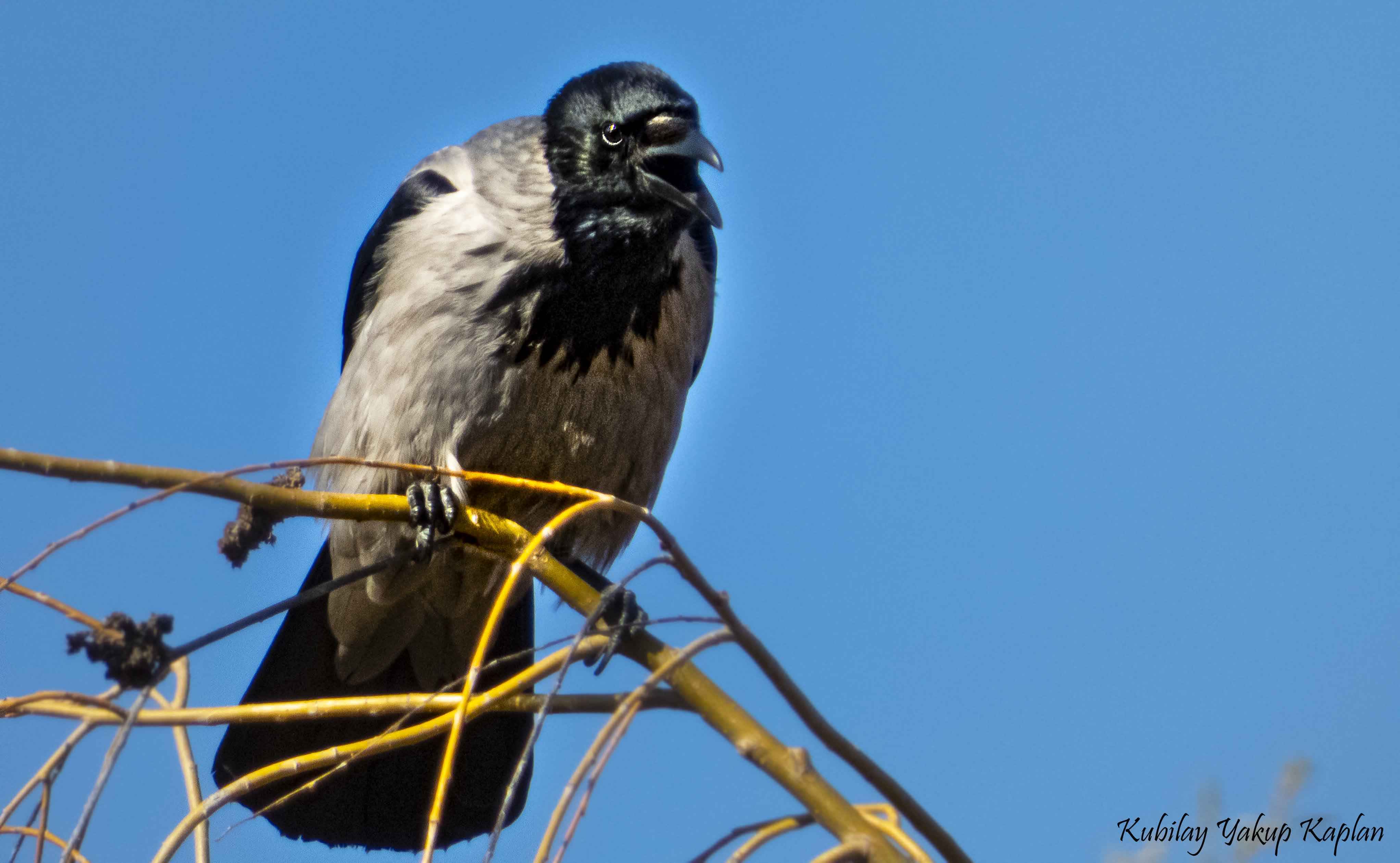 Hooded Crow