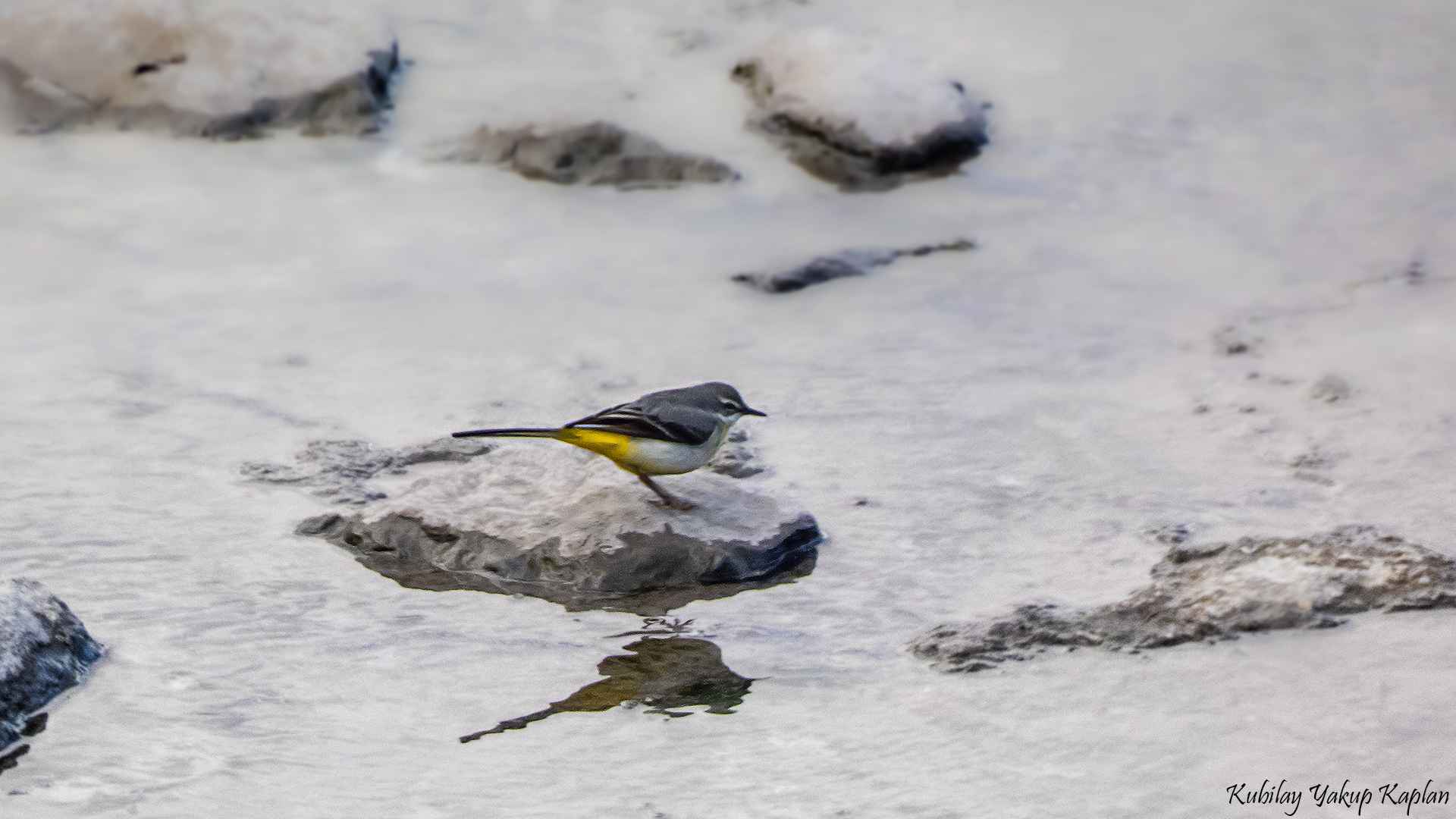 Gray Wagtail