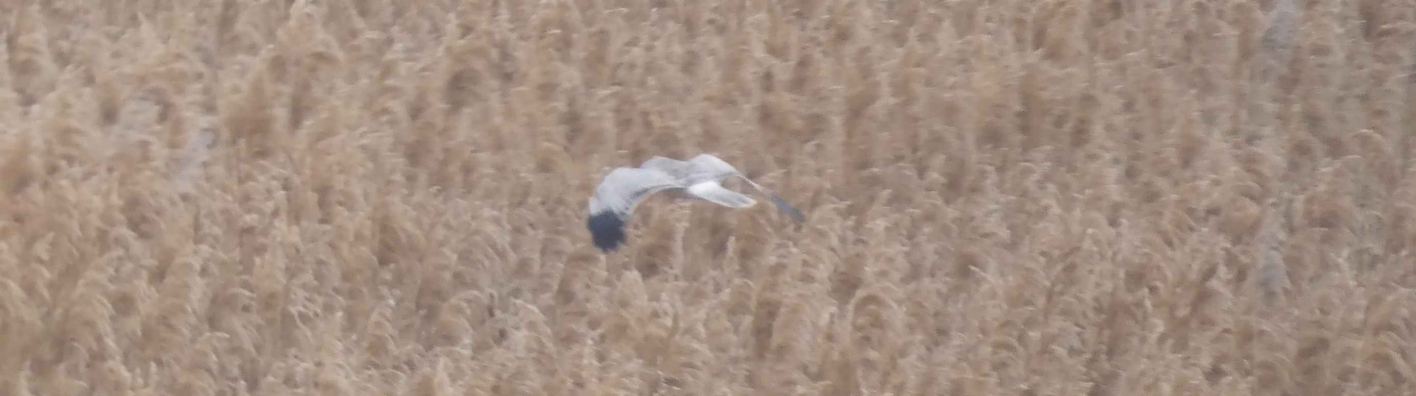 Hen Harrier