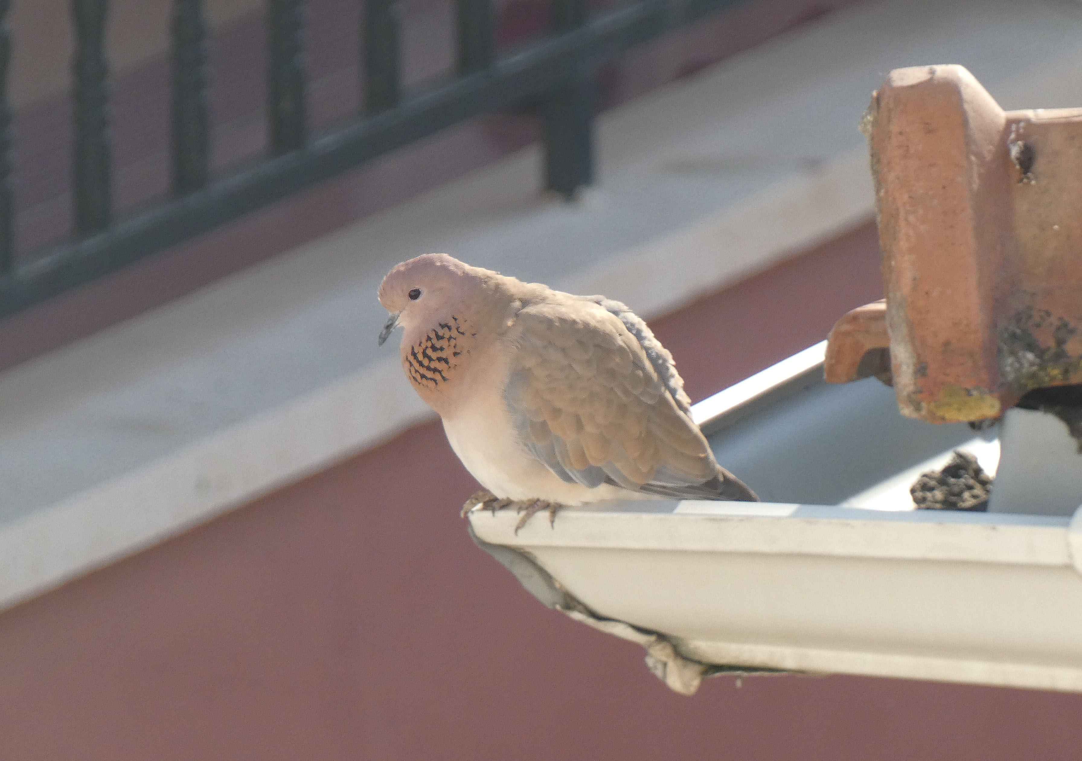 Laughing Dove