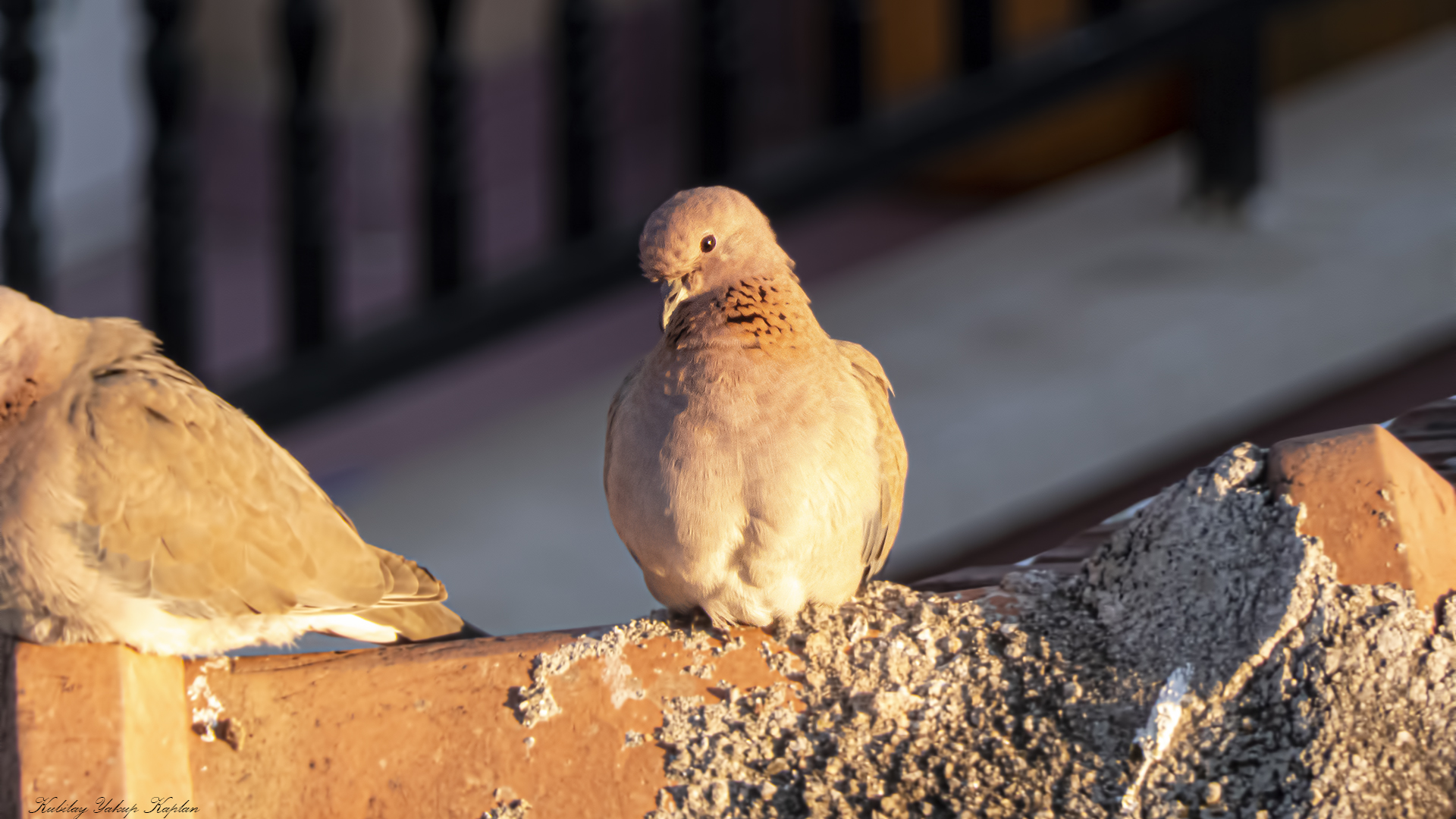 Laughing Dove