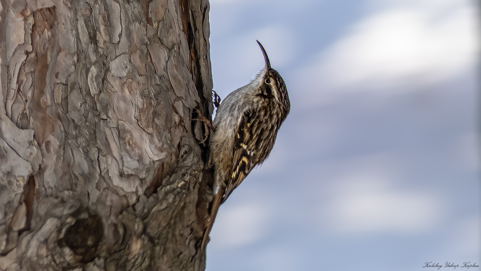 Short-toed Treecreeper