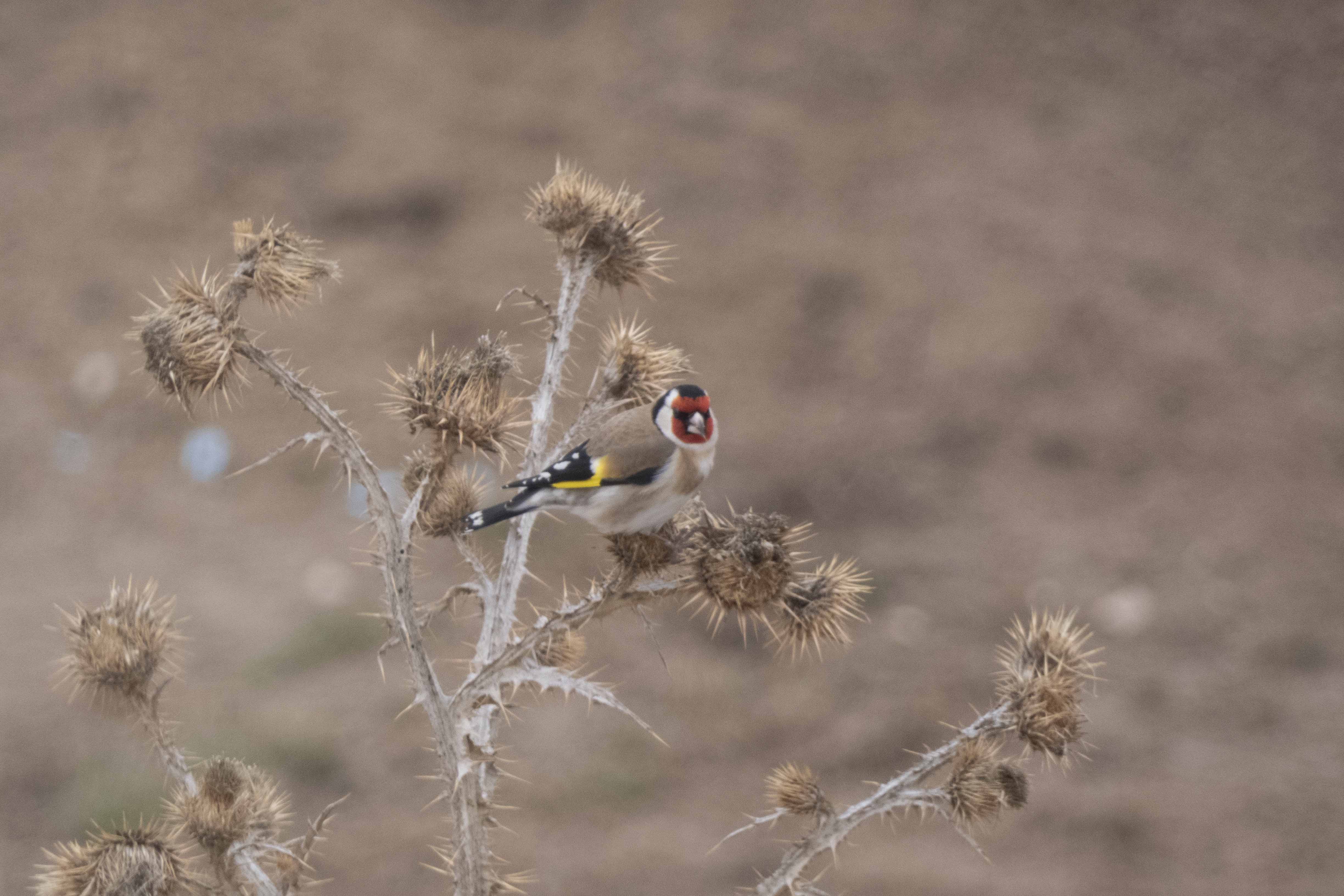 European Goldfinch