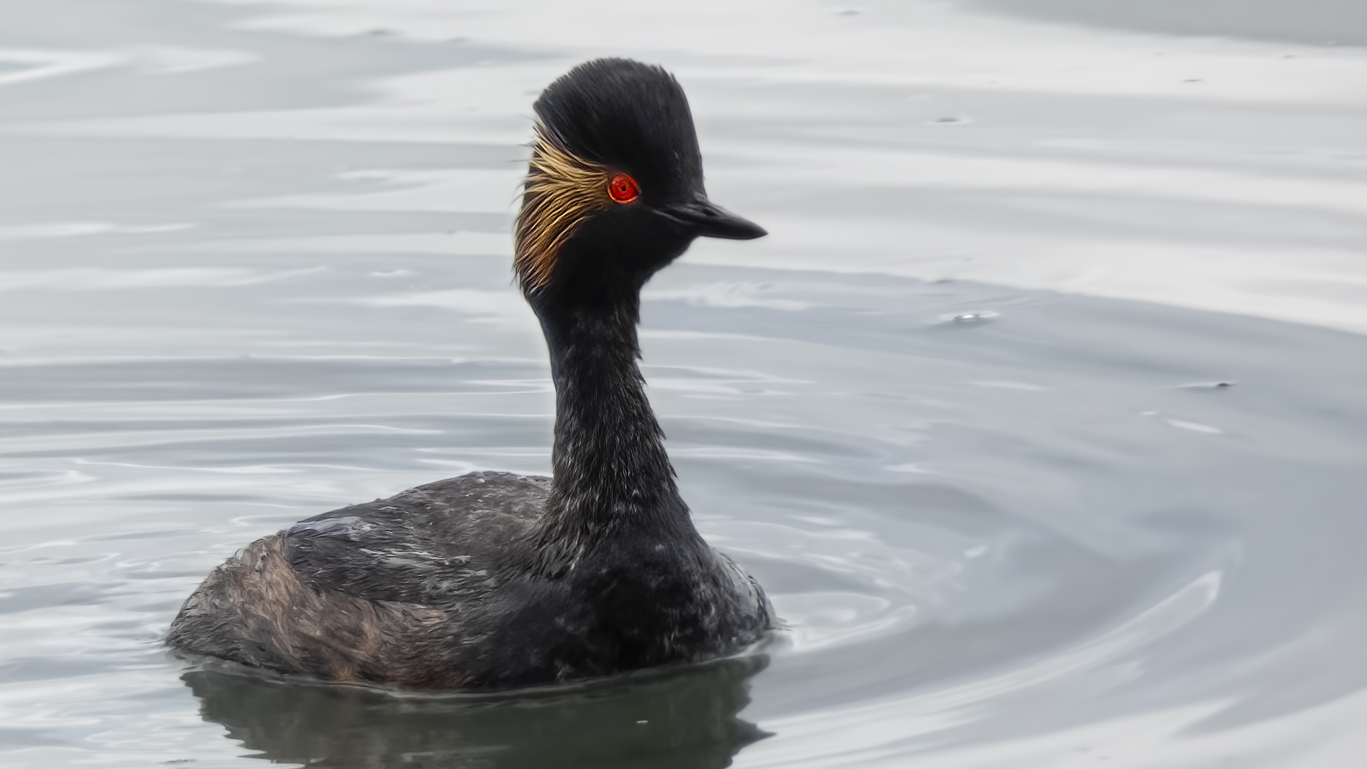 Eared Grebe