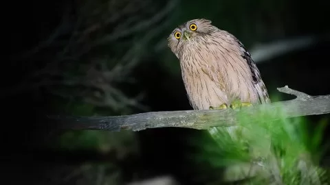 Balık baykuşu