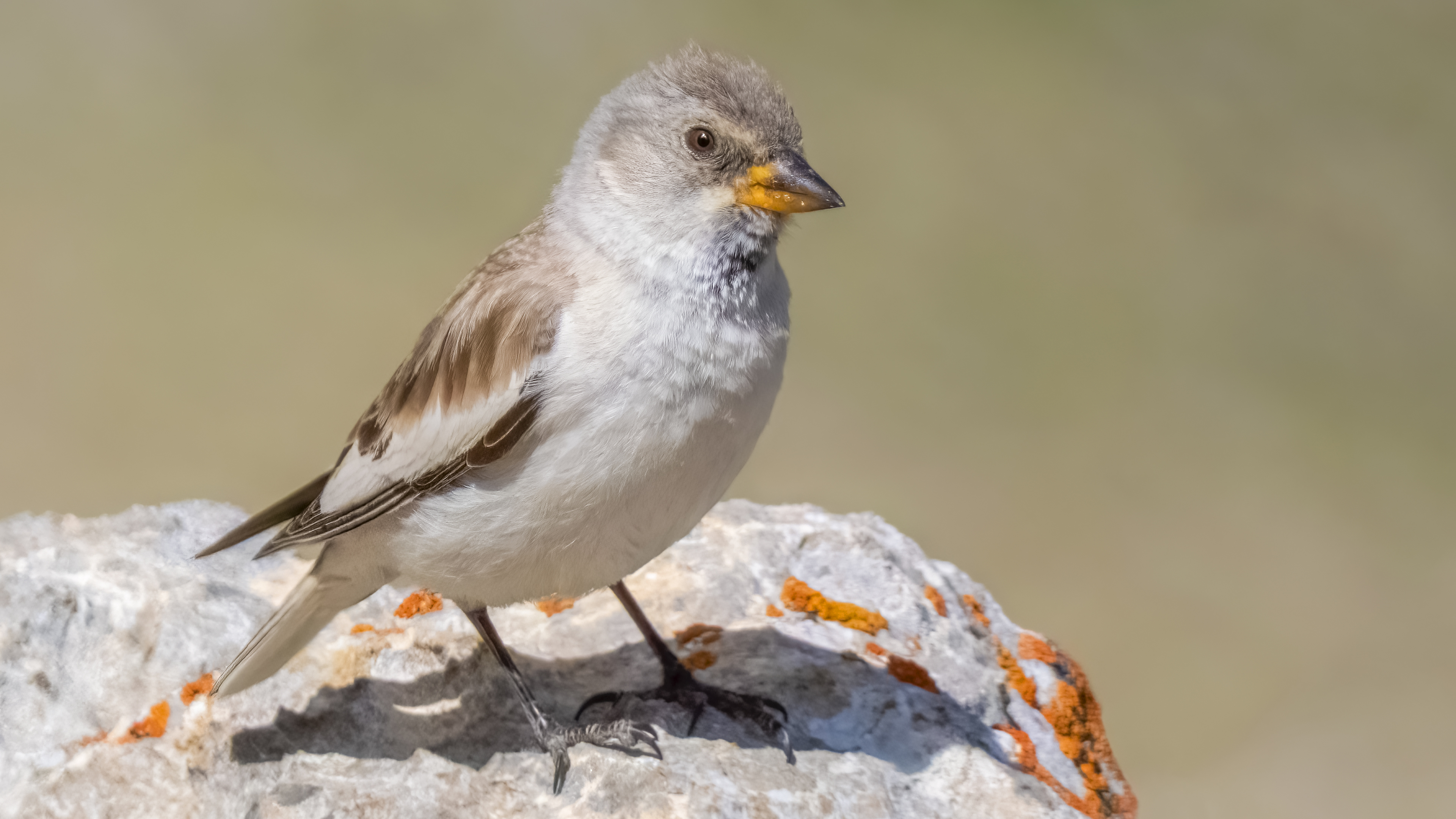 White-winged Snowfinch