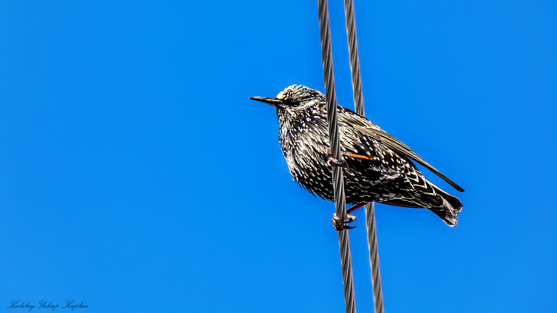 European Starling