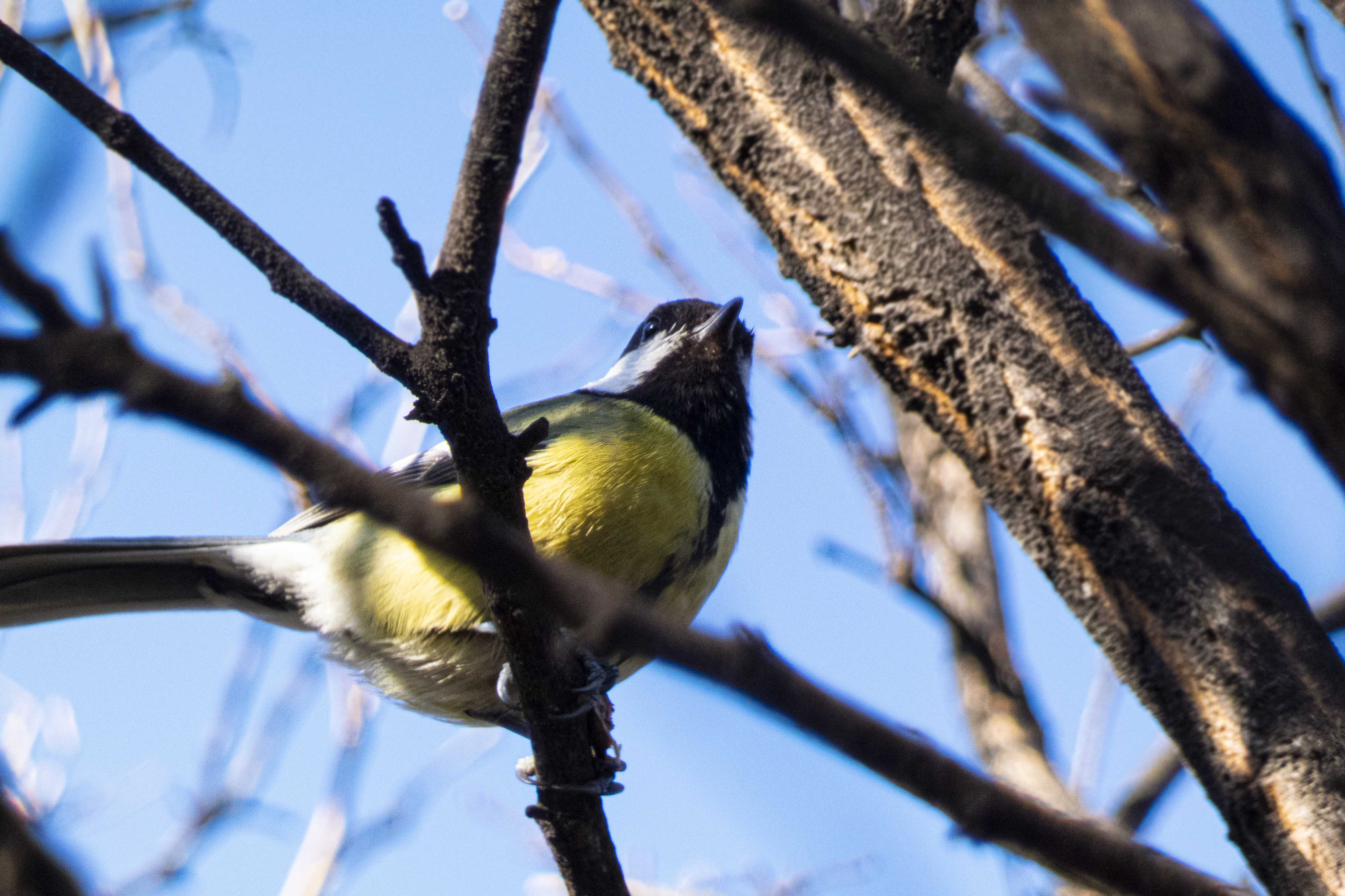 Great Tit