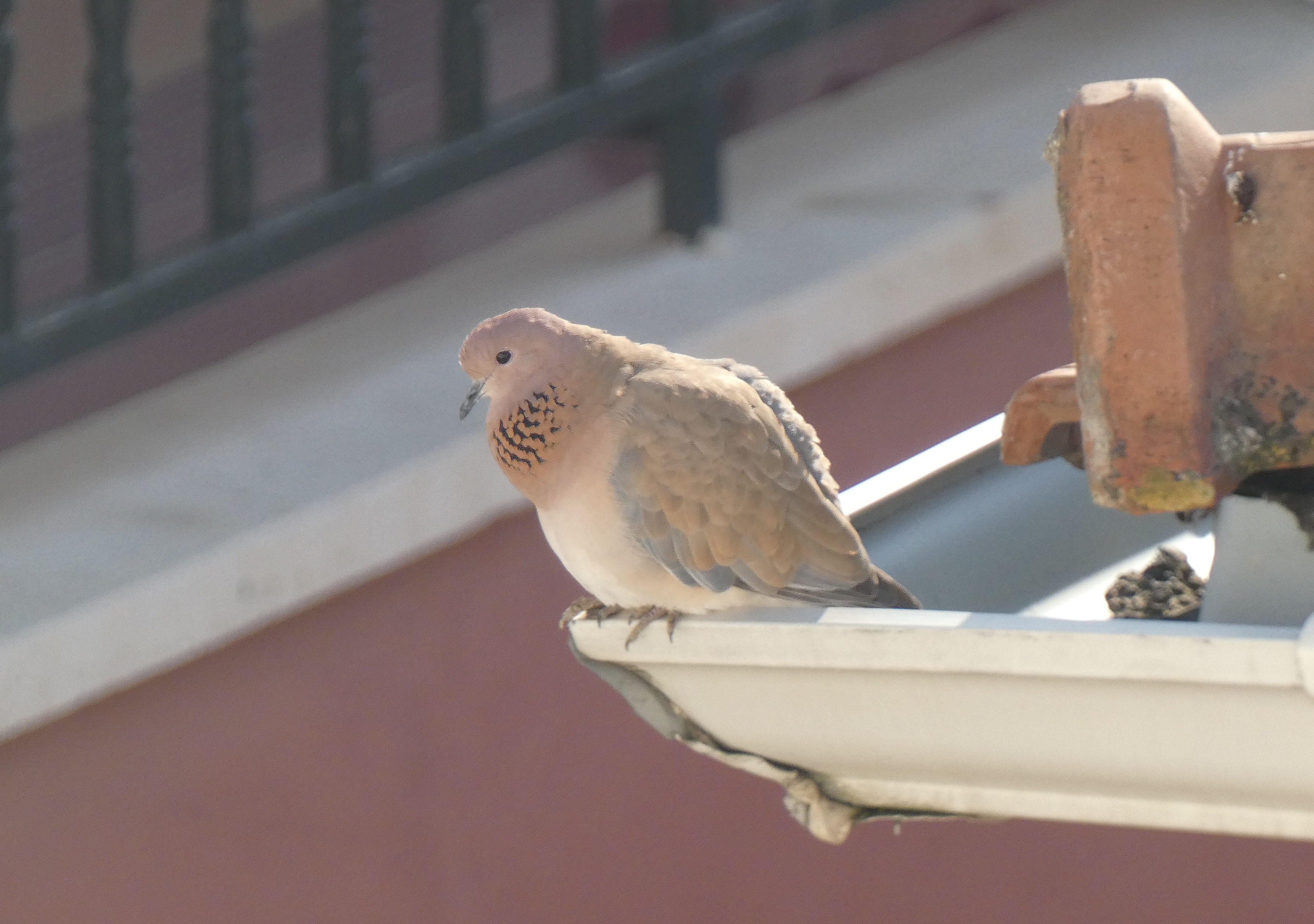 Laughing Dove — Ana fotoğraf