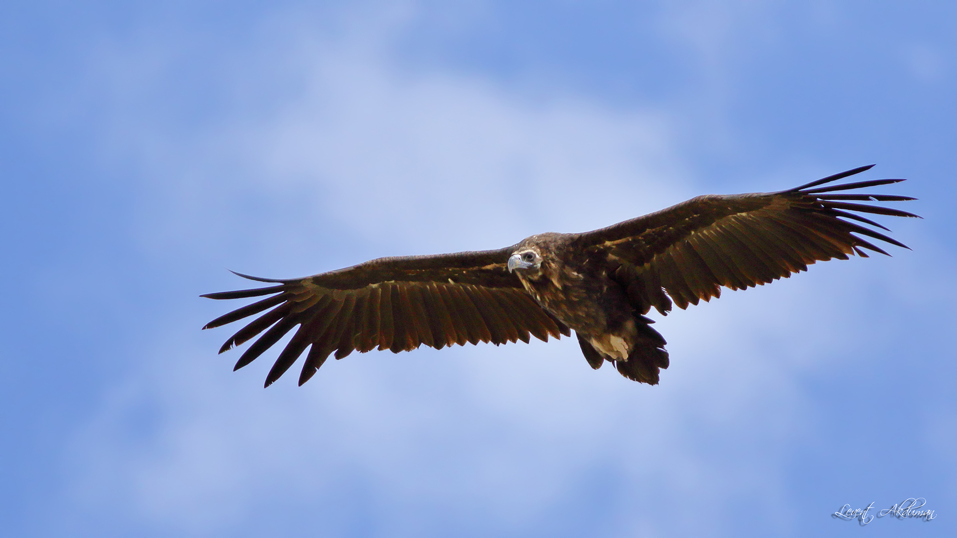 Cinereous Vulture
