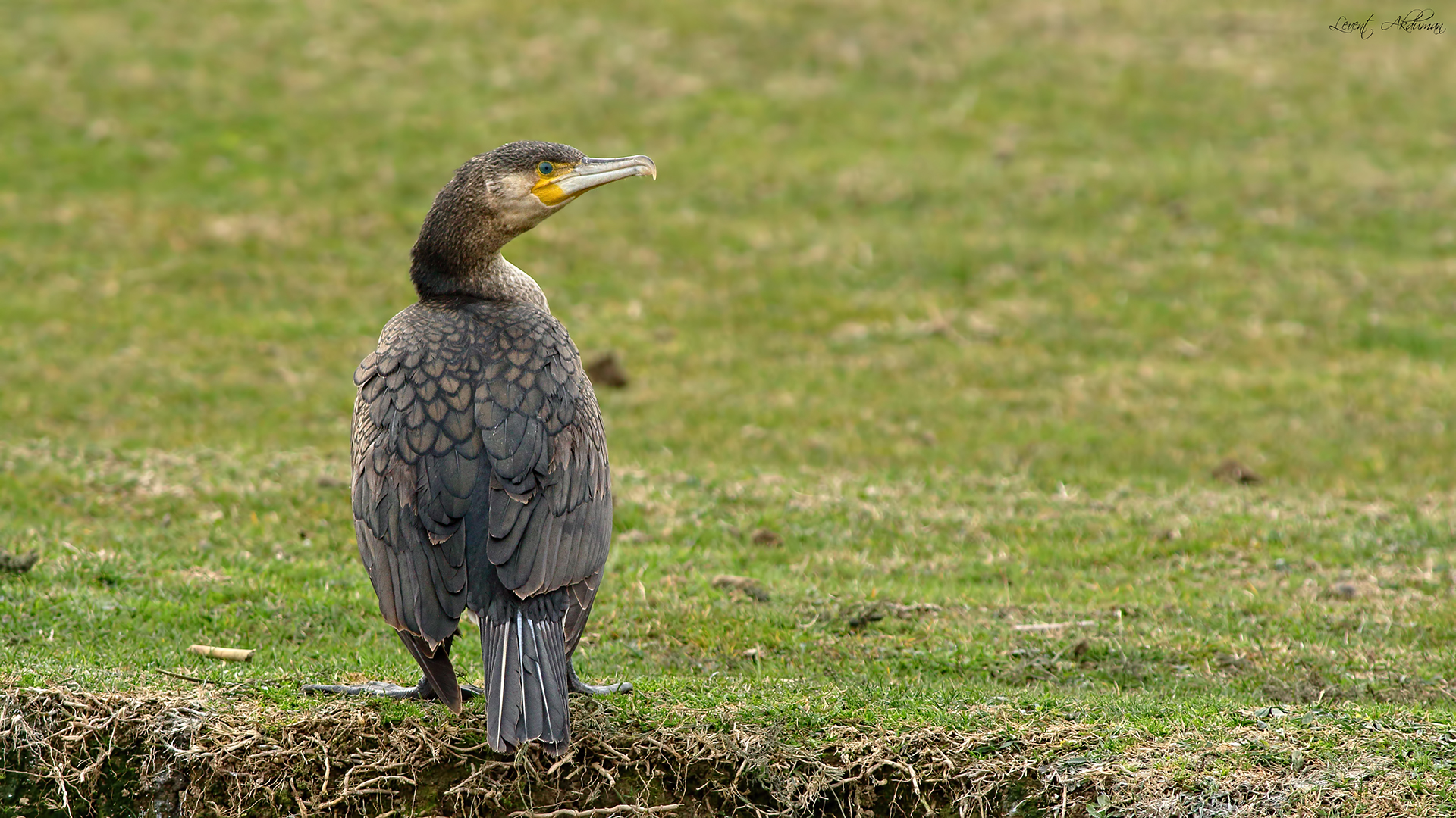Great Cormorant