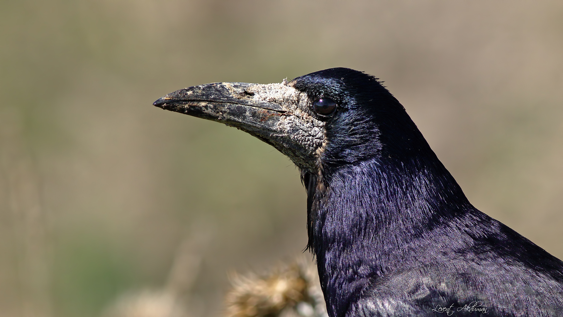 Rook