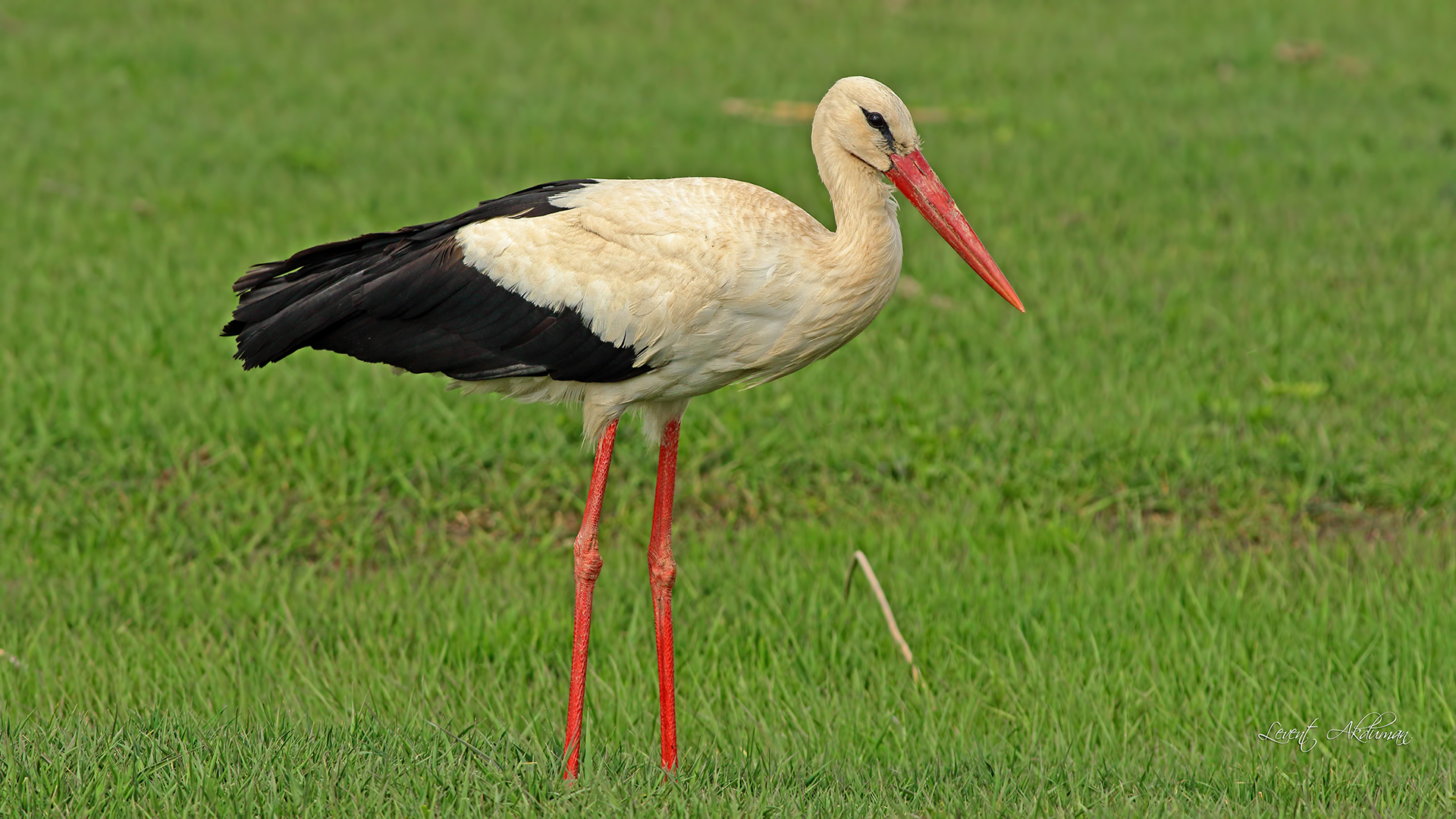 White Stork
