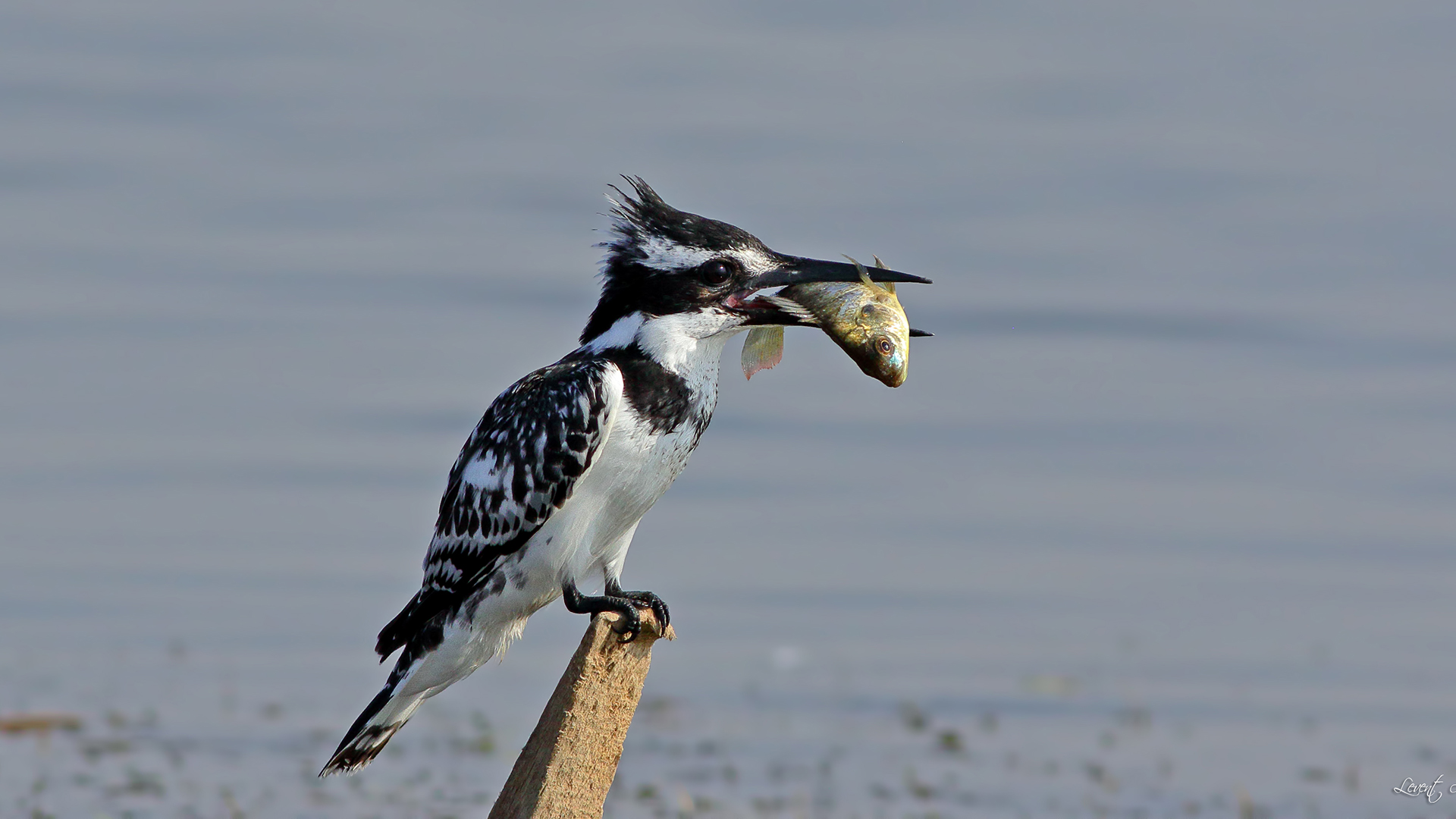 Pied Kingfisher