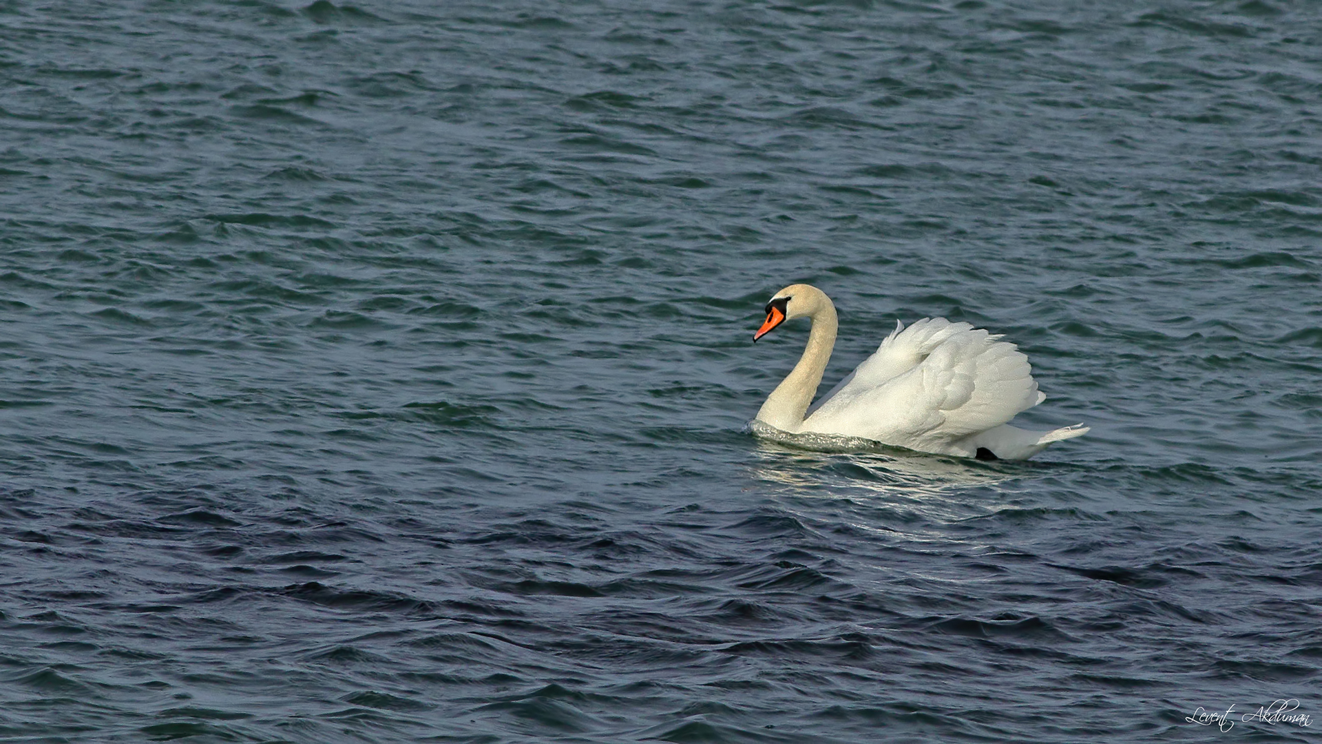 Mute Swan
