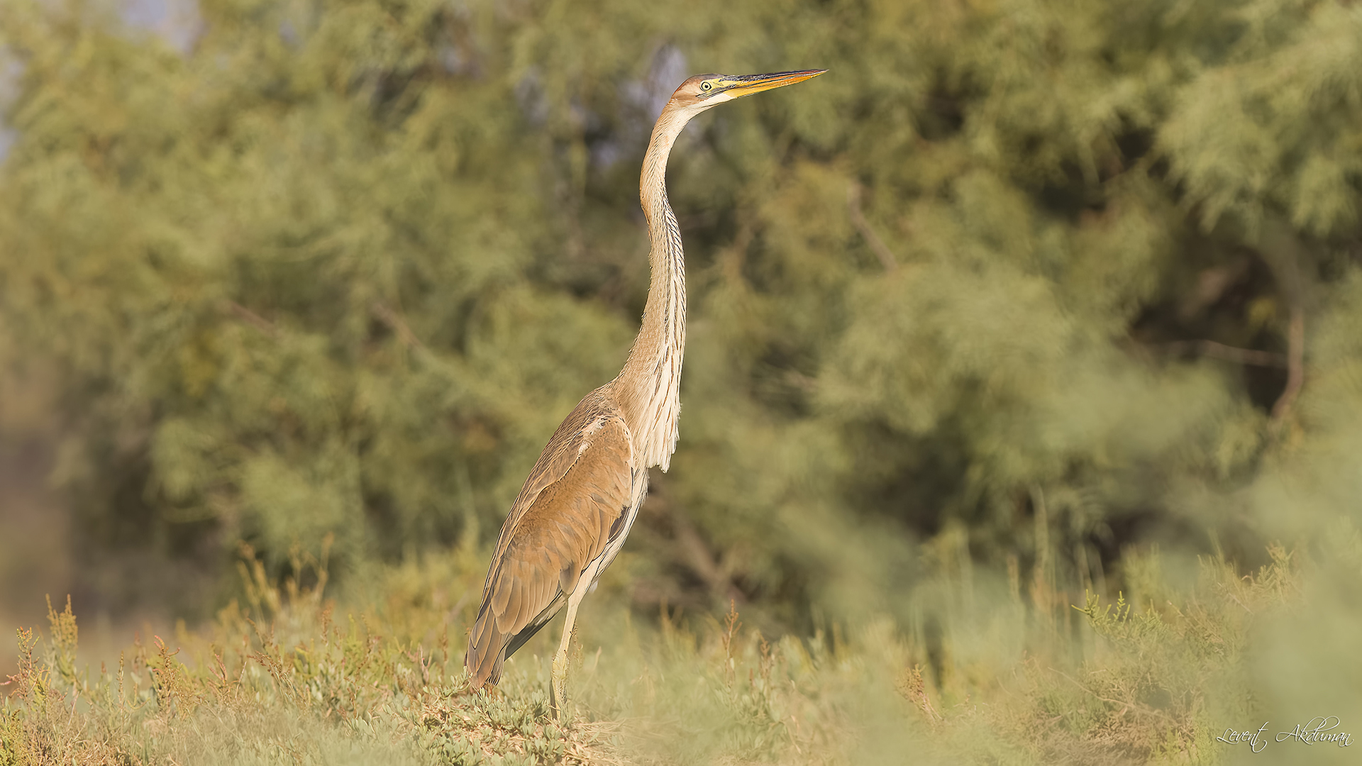 Purple Heron