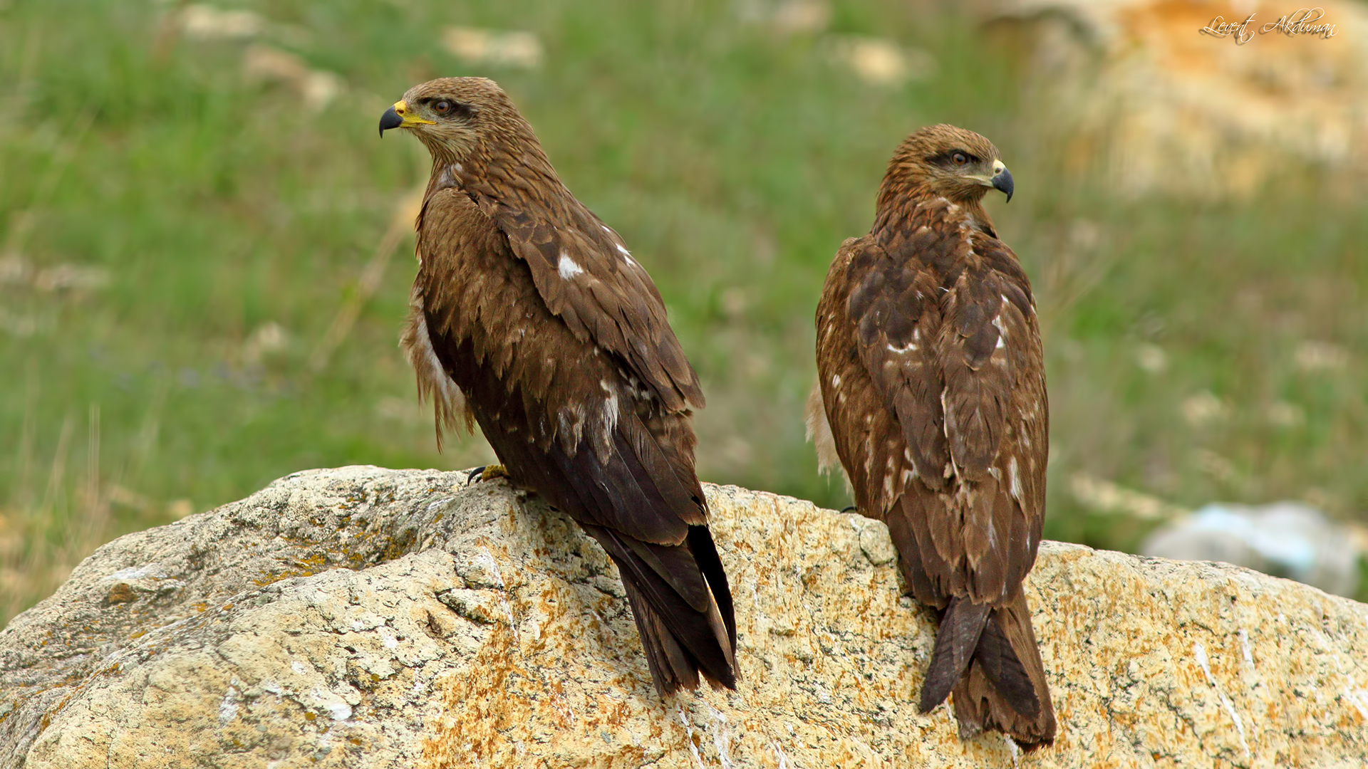 Black Kite