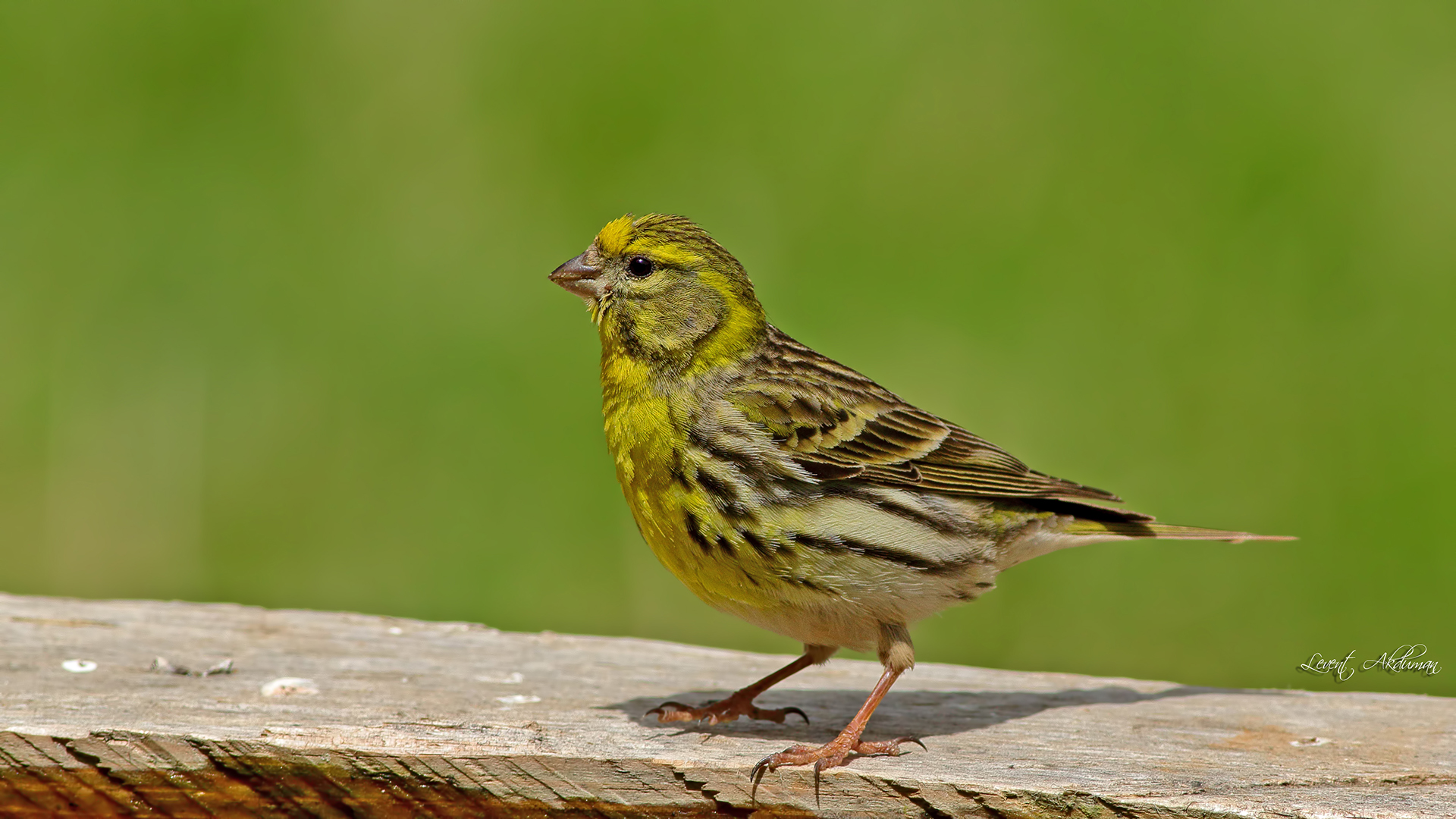 European Serin