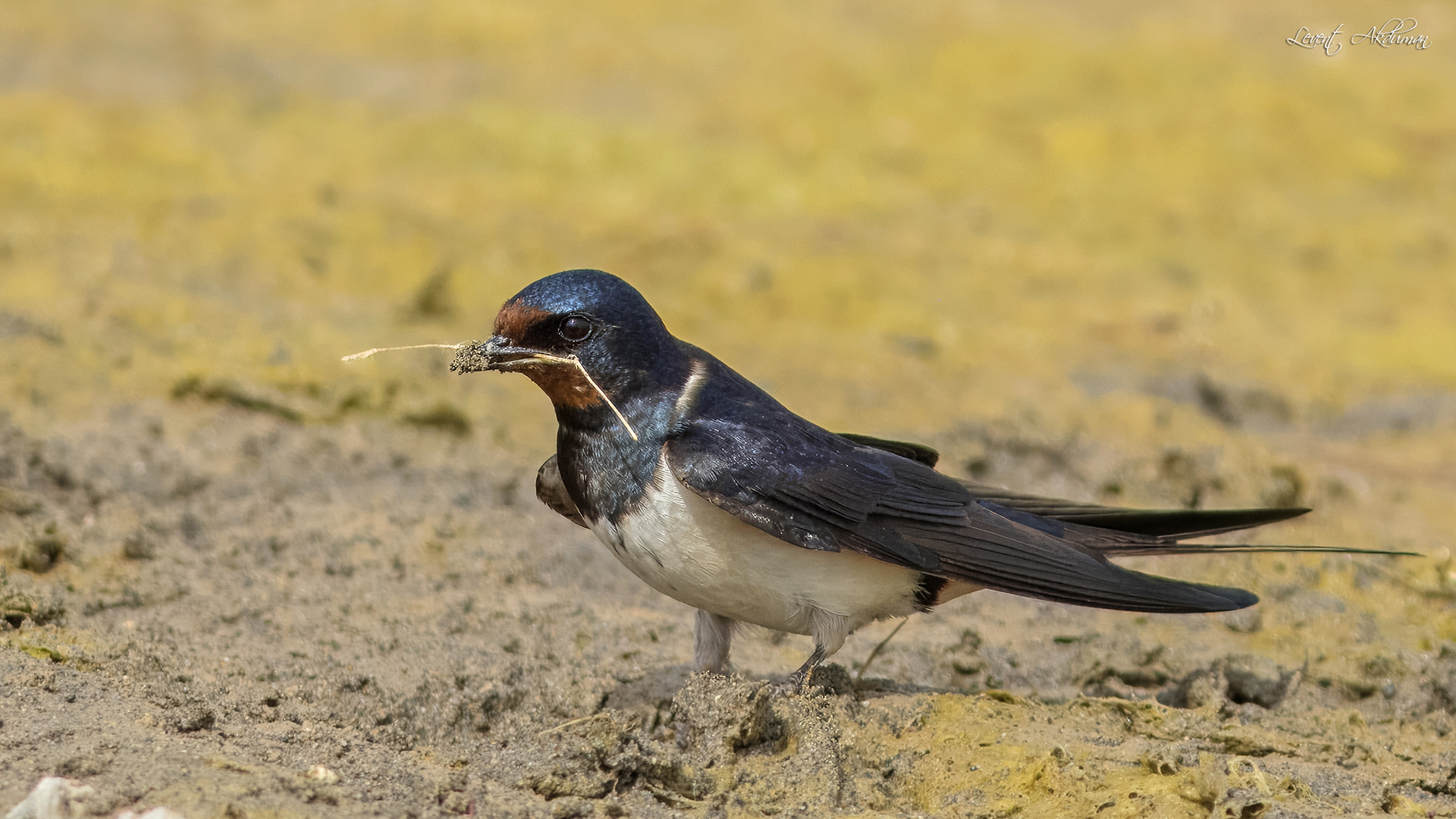 Barn Swallow — Ana fotoğraf