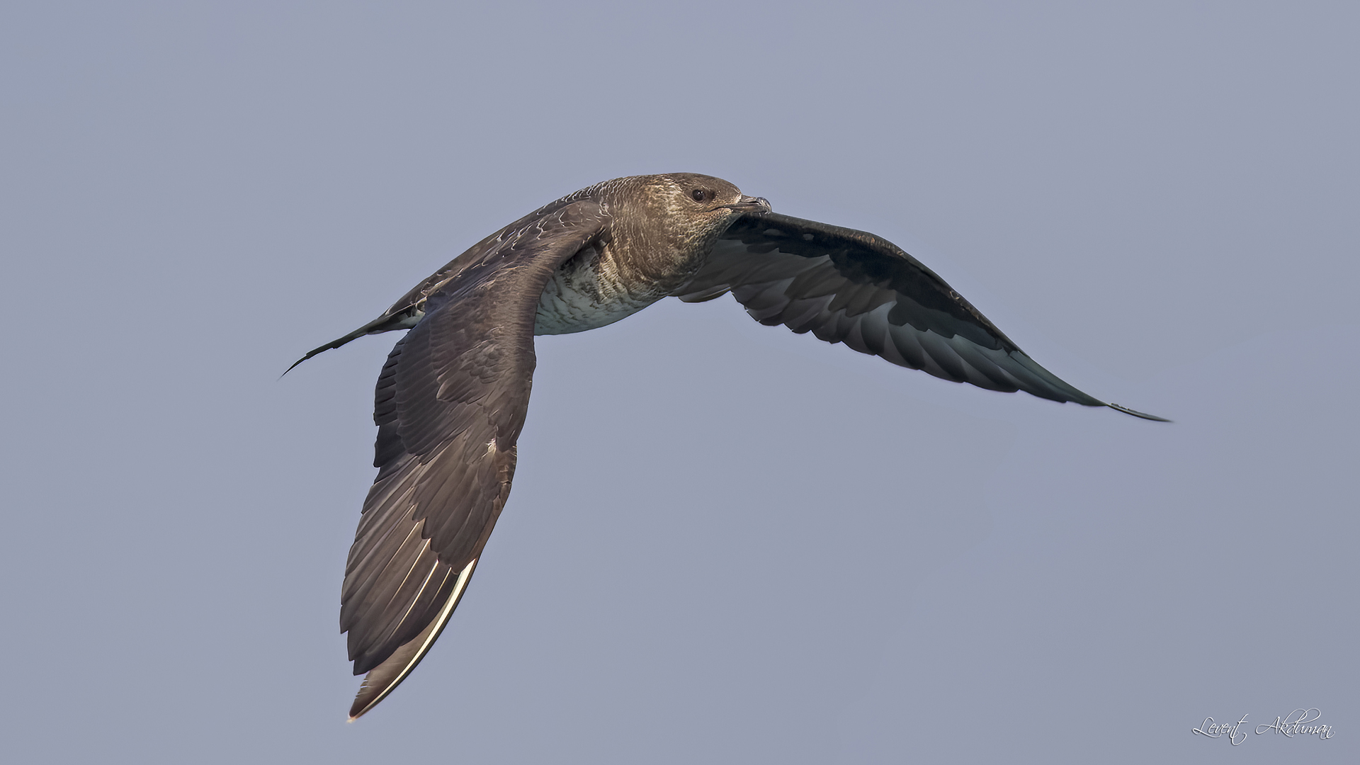 Parasitic Jaeger