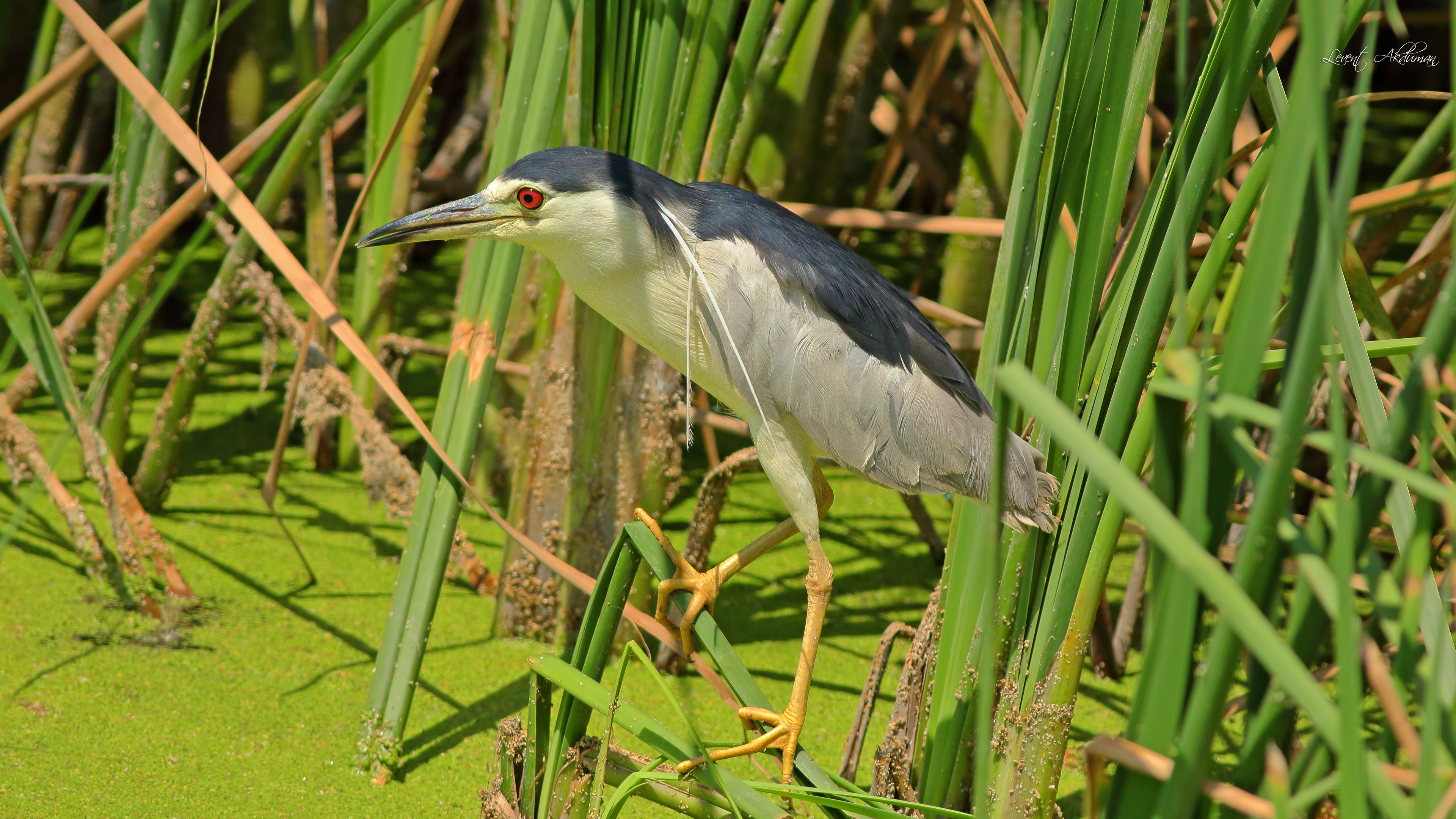 Black-crowned Night-Heron