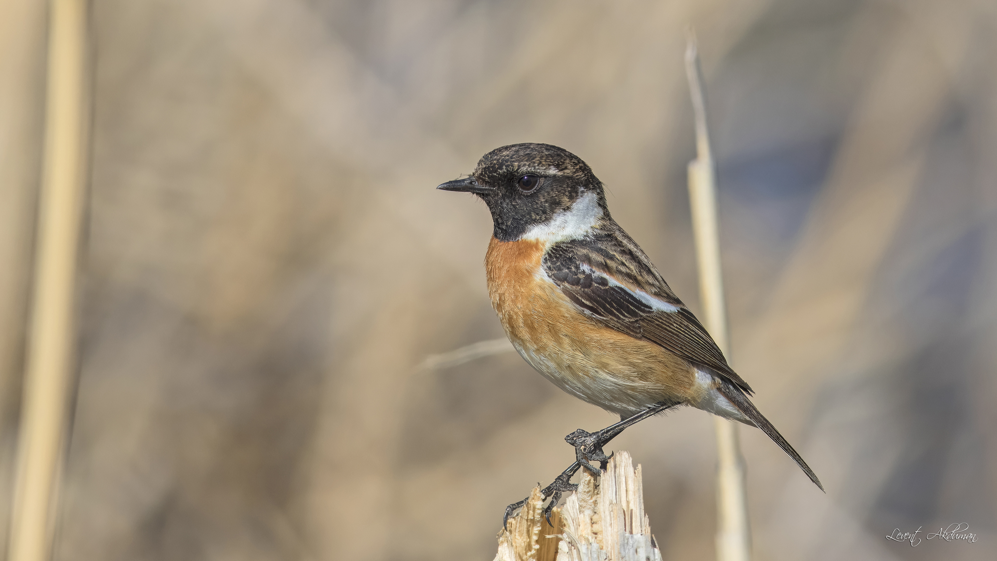 European Stonechat — Ana fotoğraf