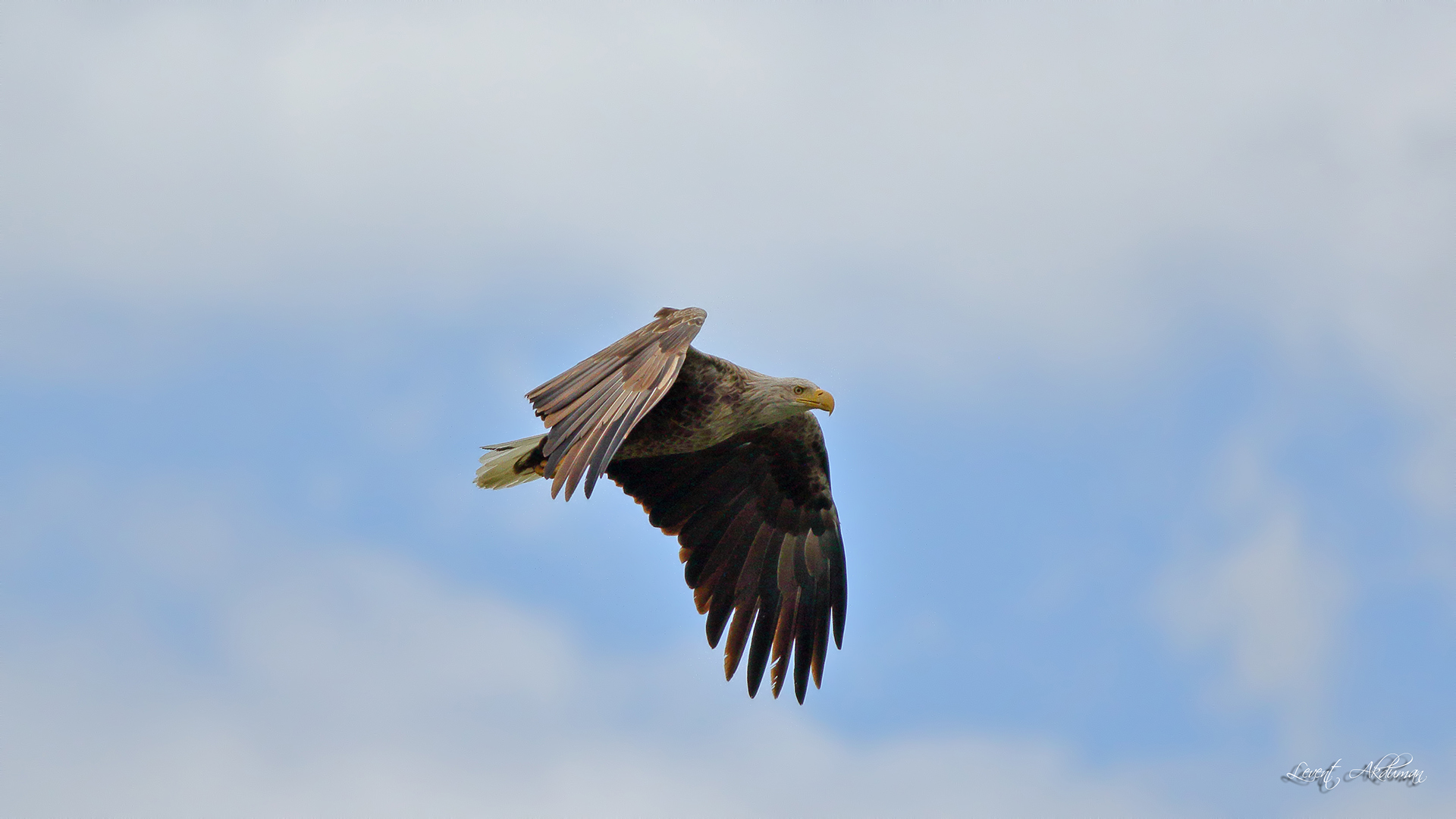 White-tailed Eagle