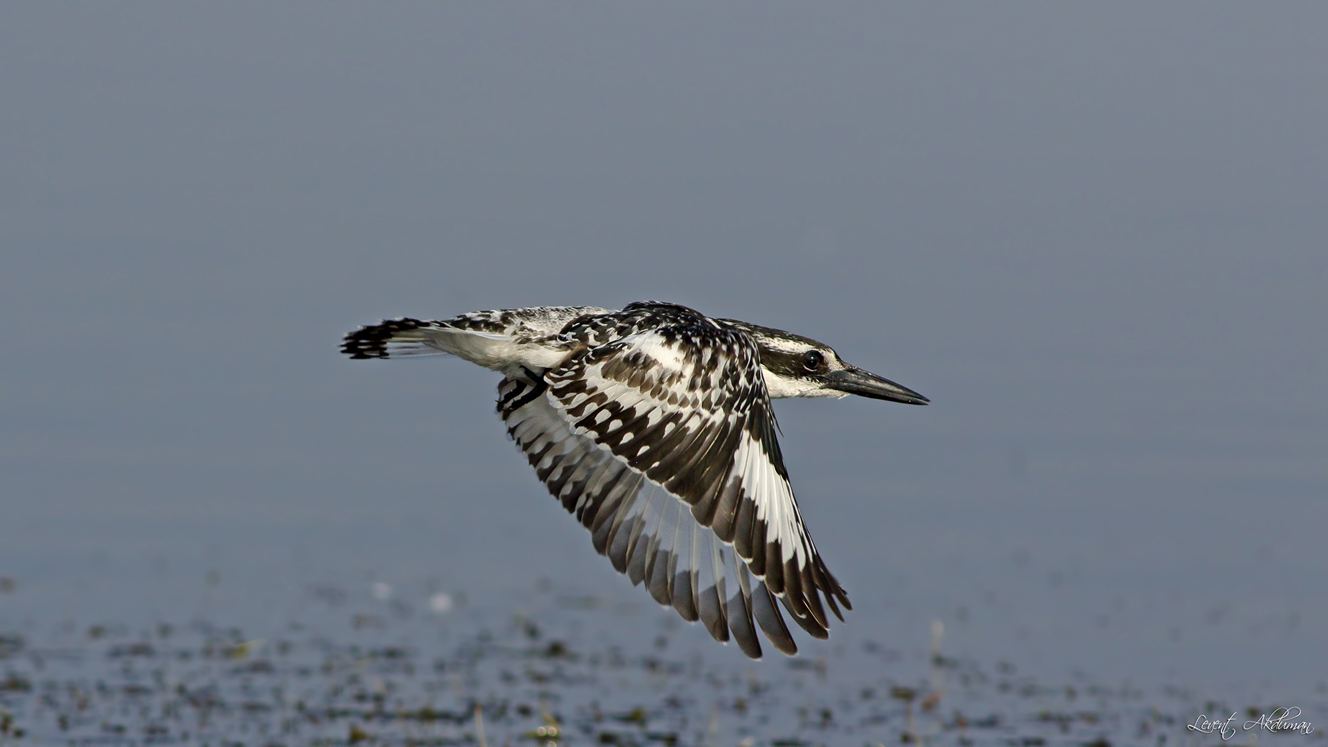 Pied Kingfisher